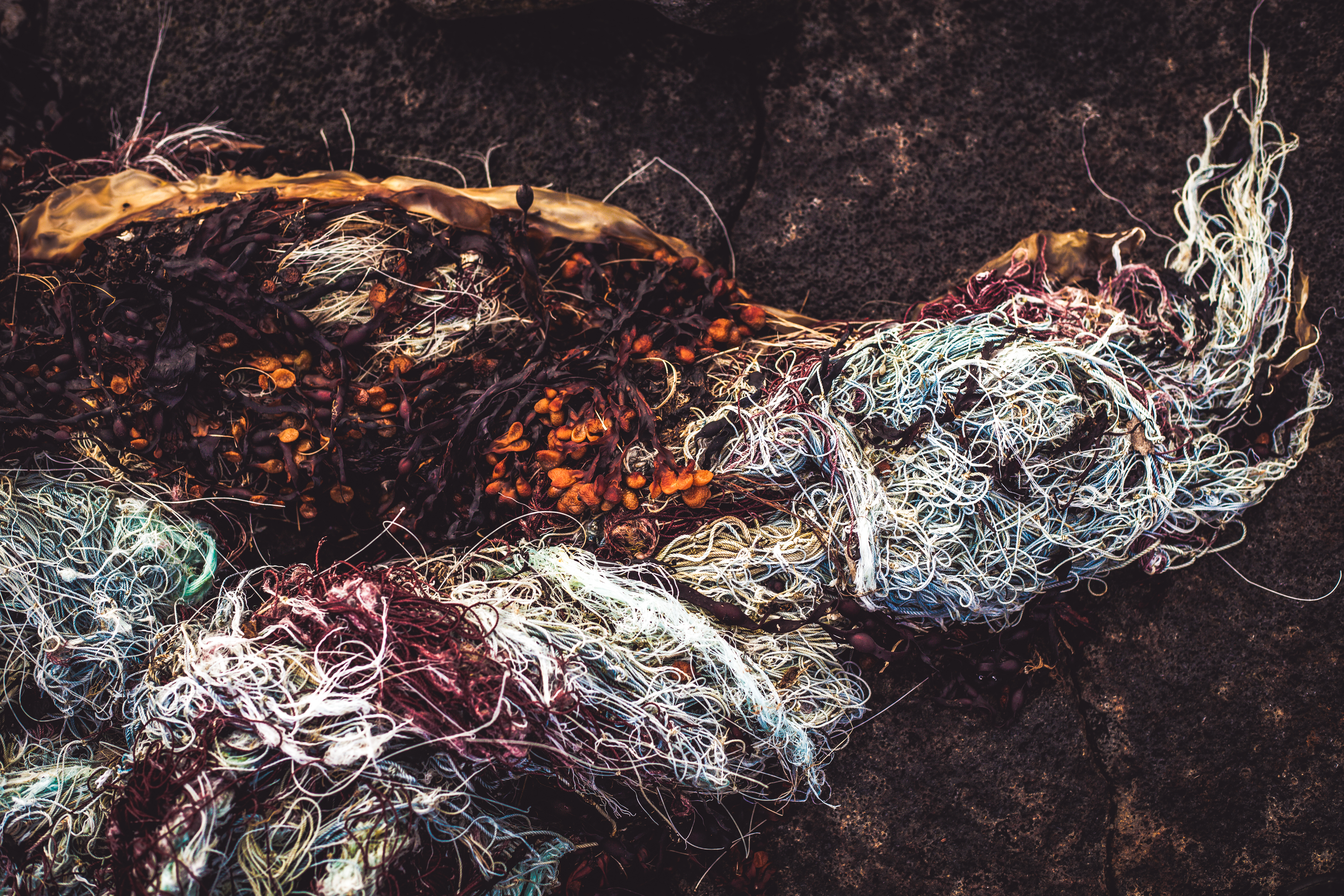 Seaweed in fishnet texture photo