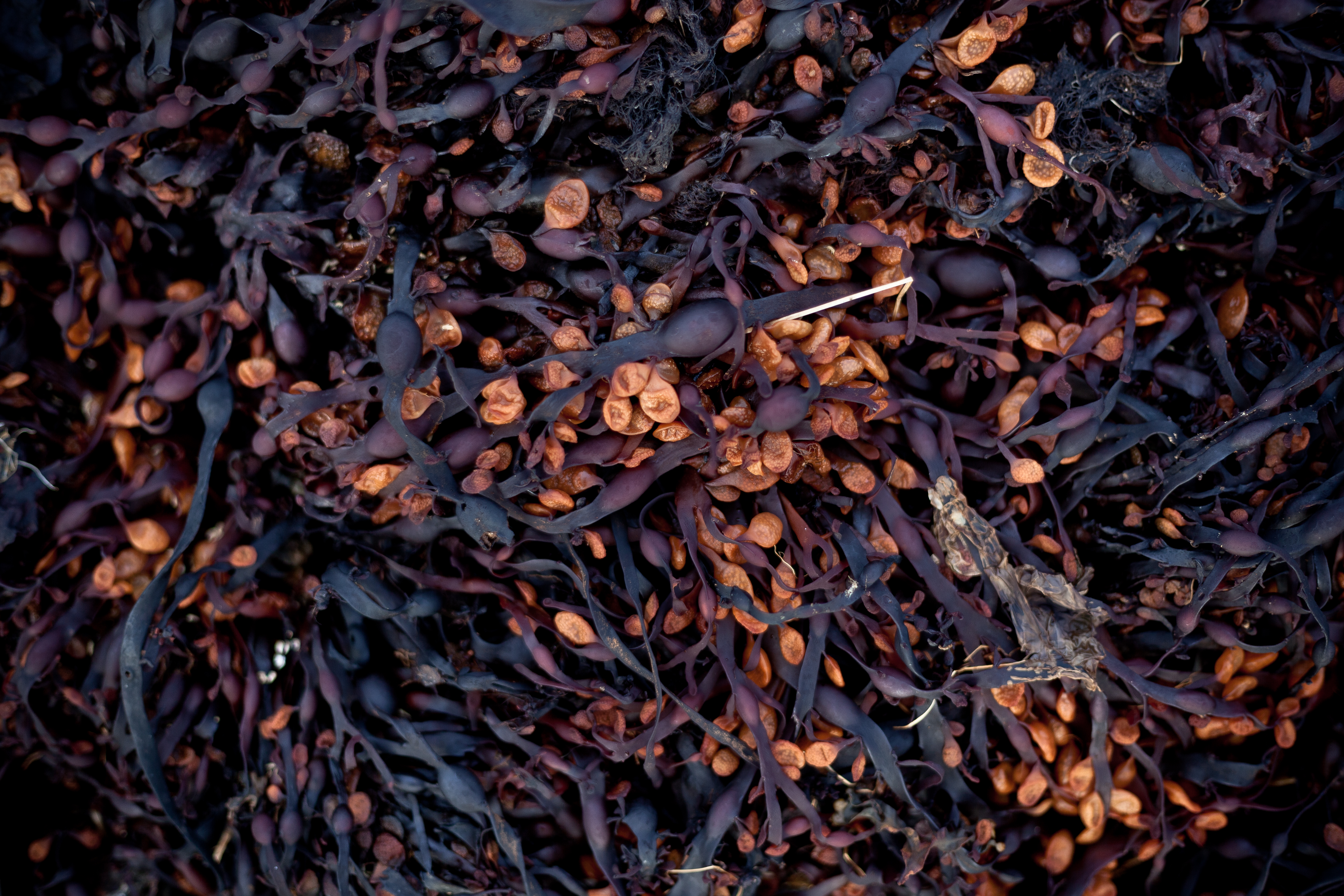 Seaweed texture photo