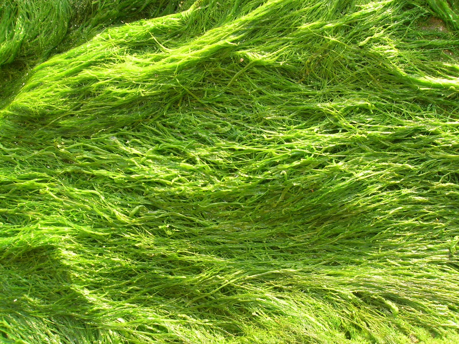 Wet seaweed texture photo