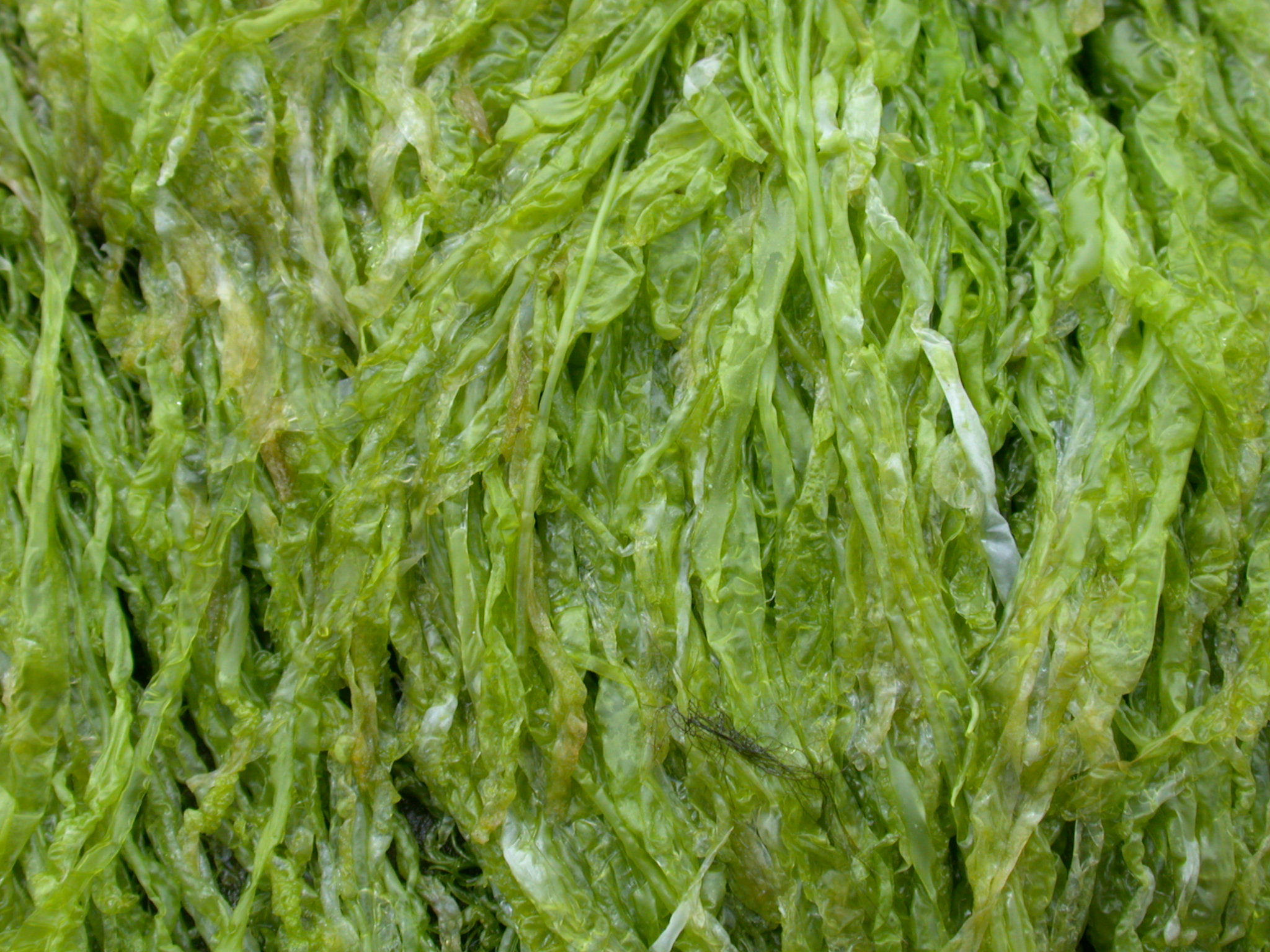 seaweed | Texture | Pinterest | Seaweed