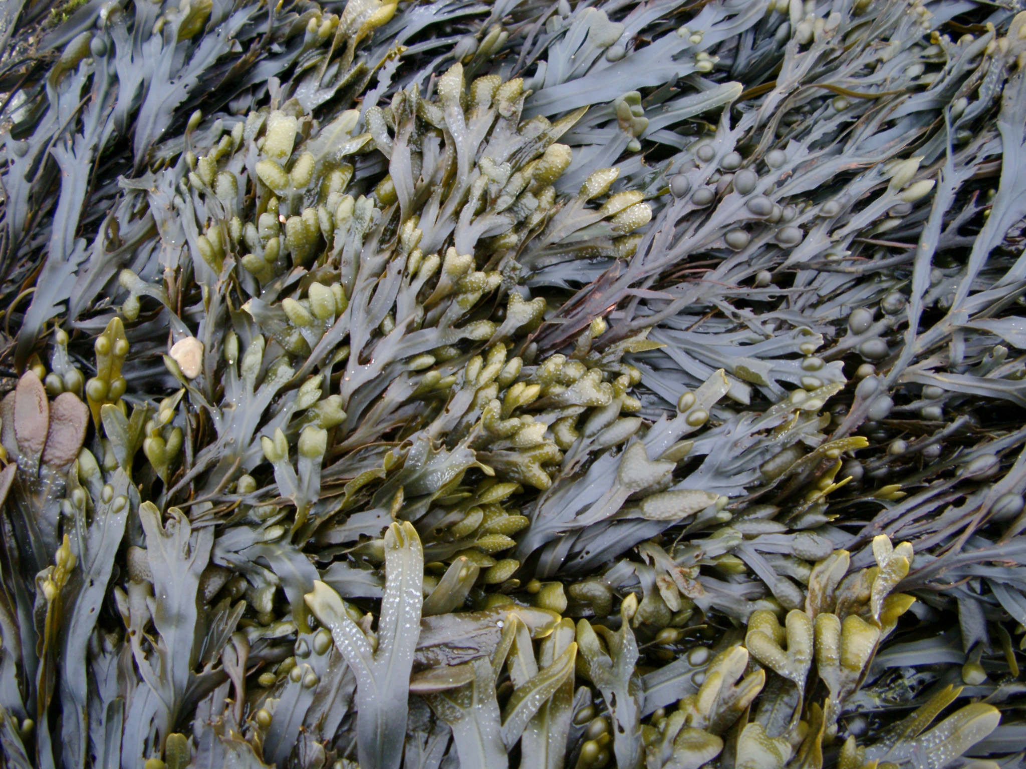 Free Stock photo of Seaweed background texture | Photoeverywhere