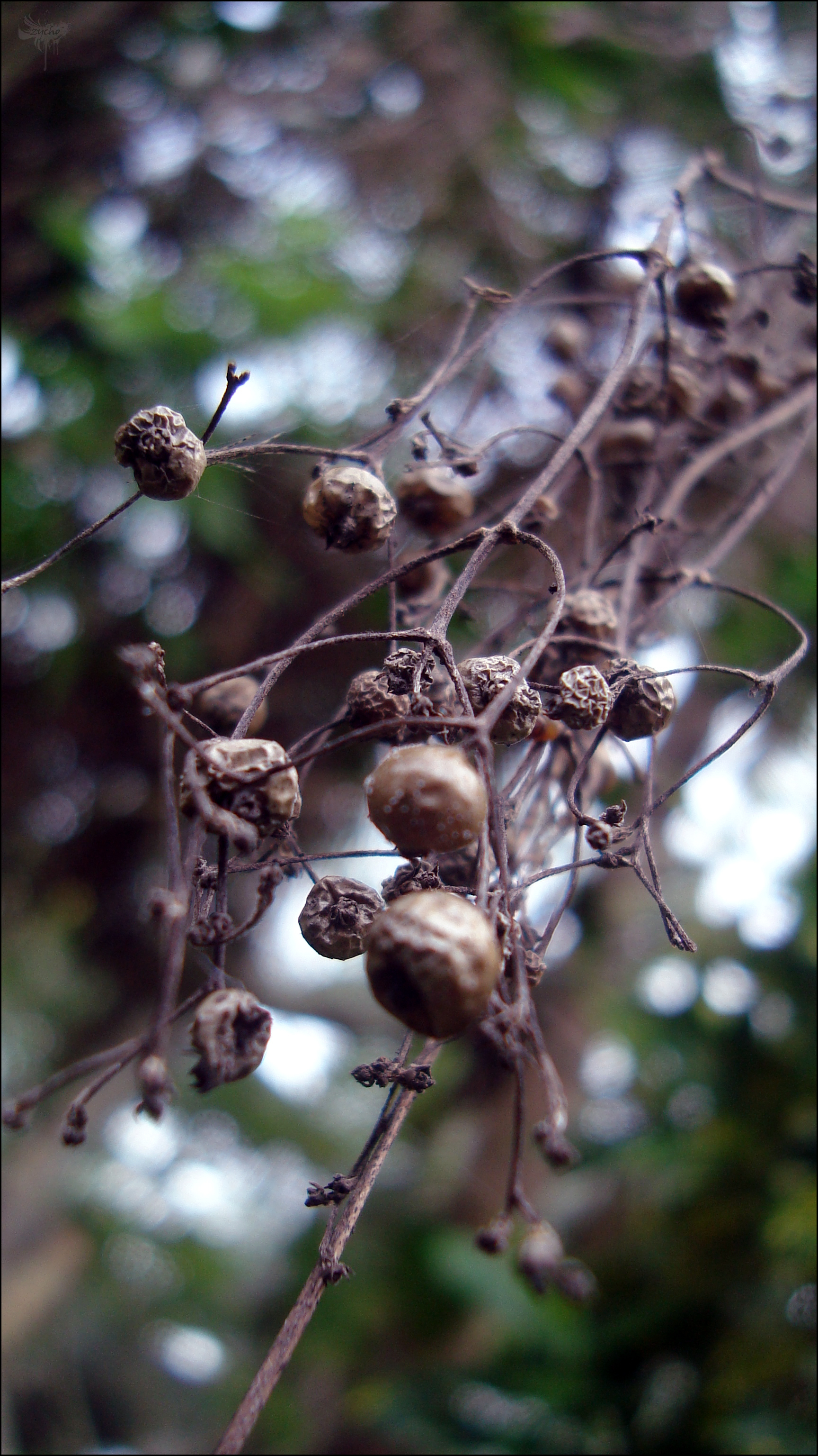 Seed pods photo