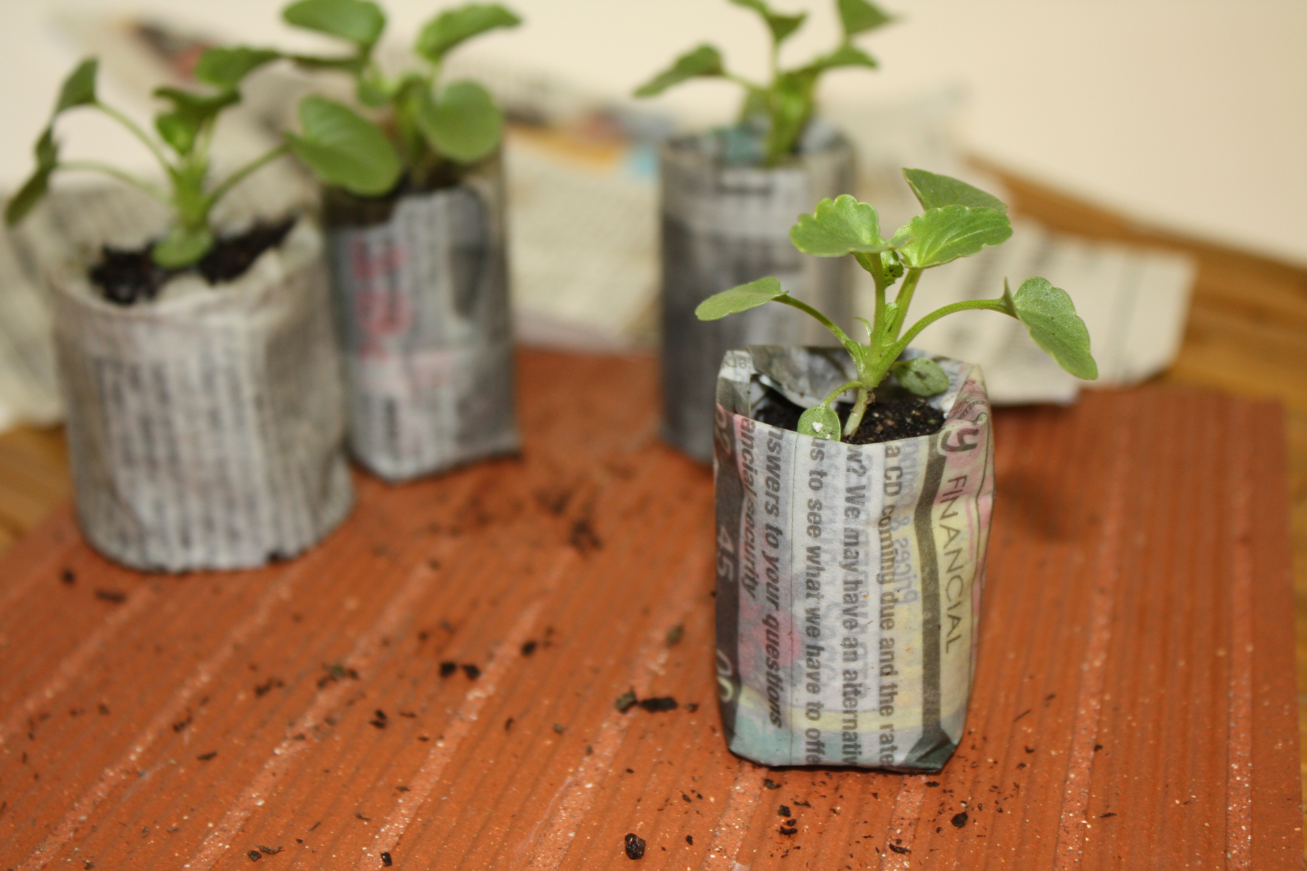 DIY Biodegradable Seed Starter Pots – Point of Comfort