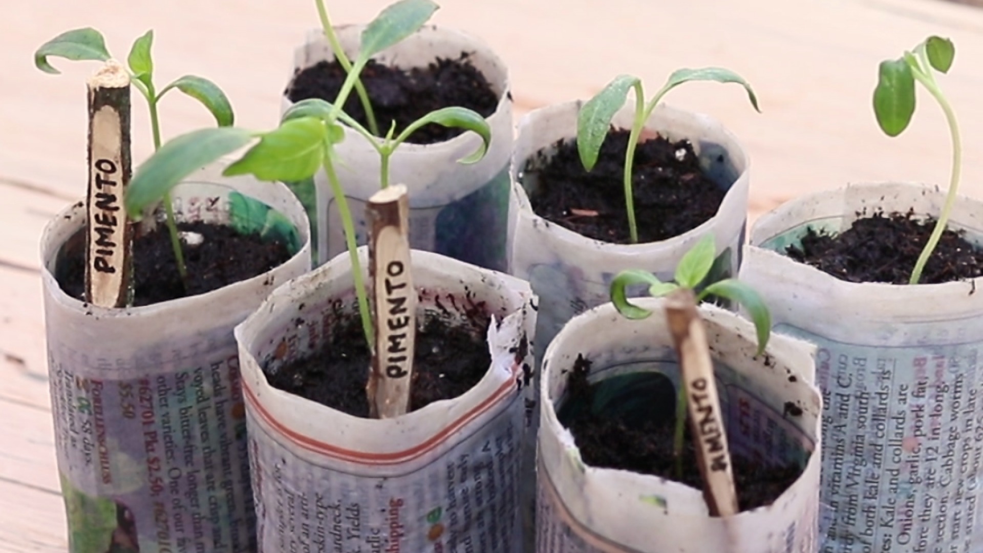 Newspaper Seed Pots Video | HGTV