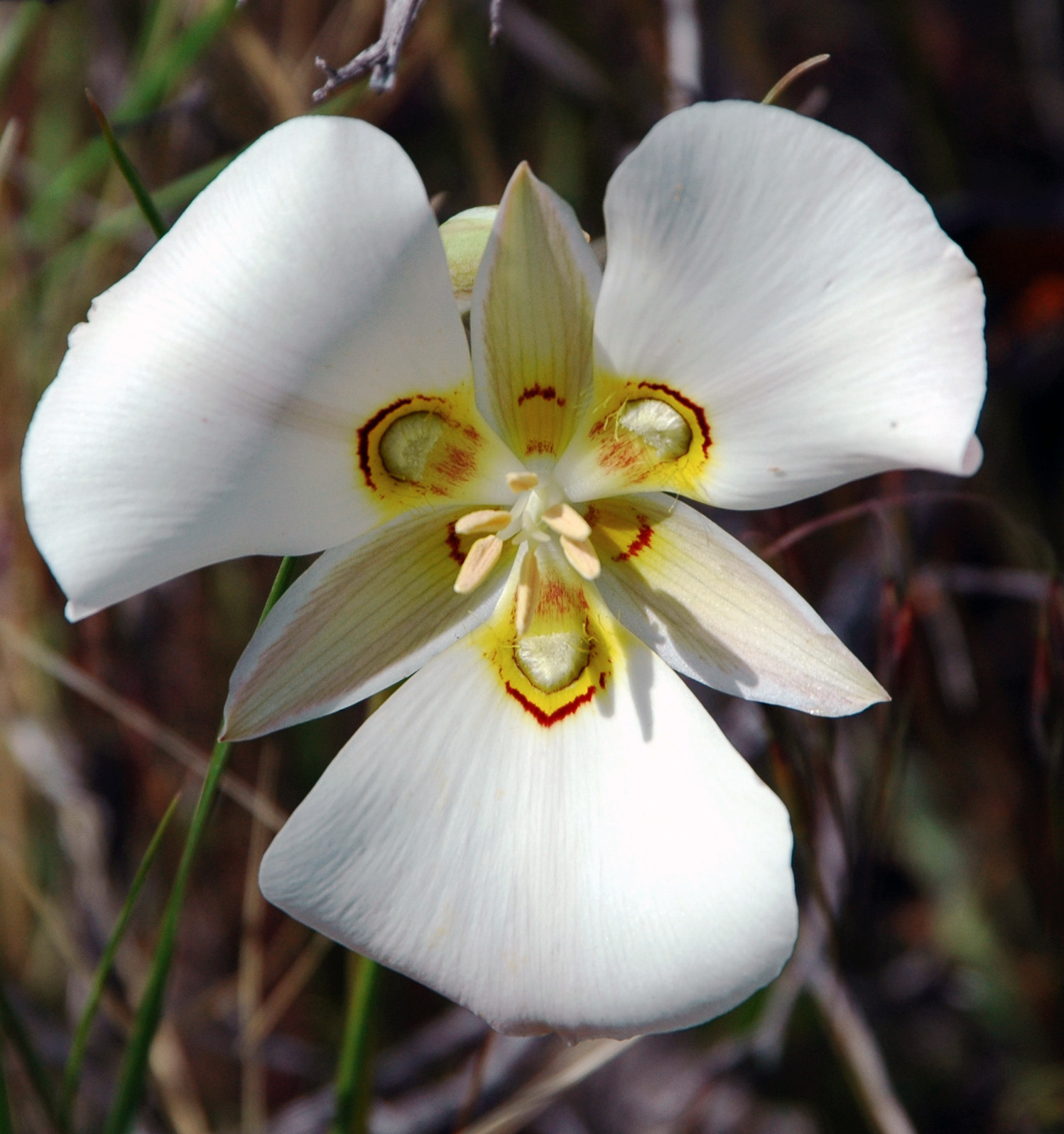 File:Sego lily cm.jpg - Wikimedia Commons