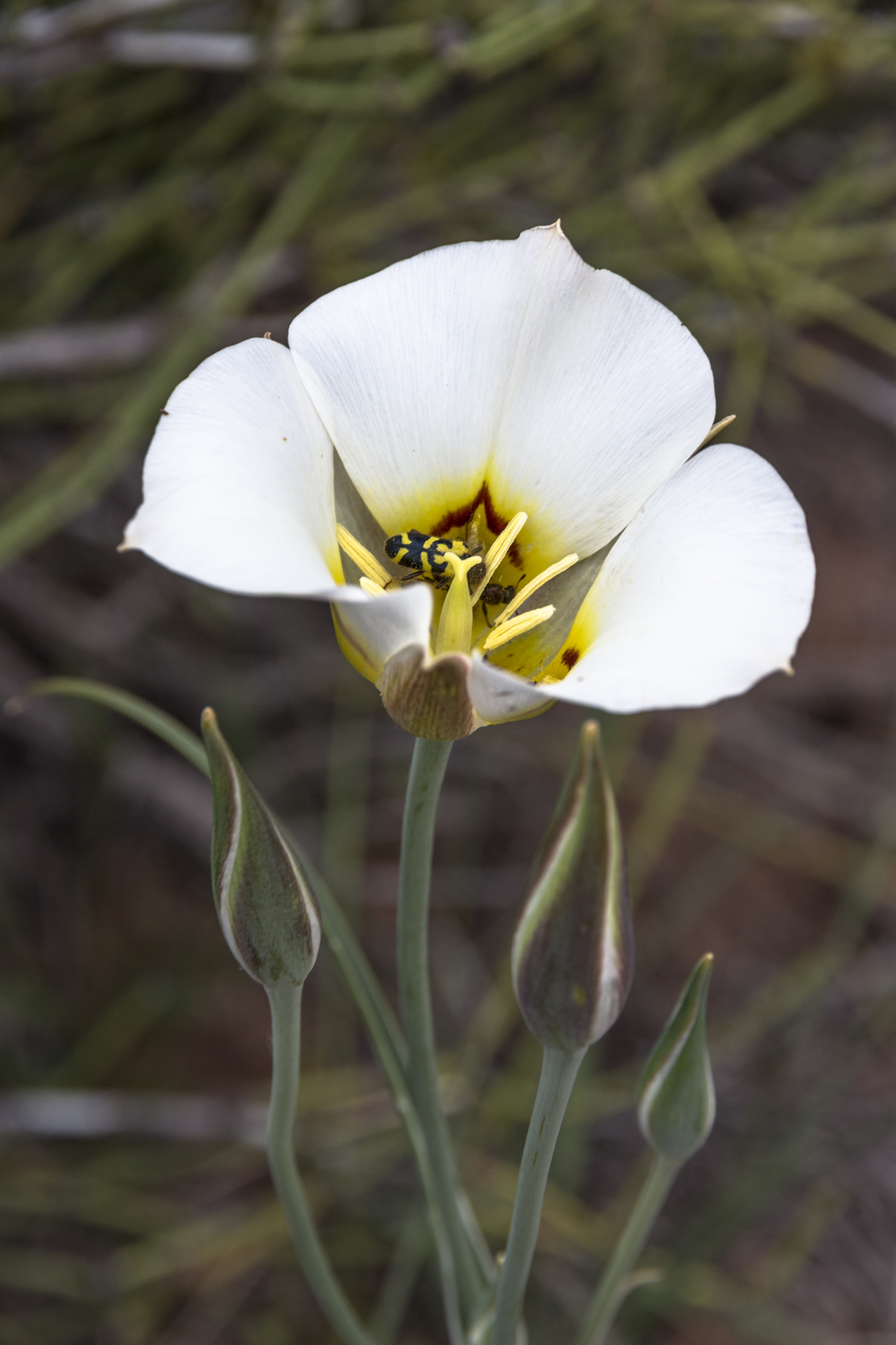 File:Sego Lily and Friends (14368043194).jpg - Wikimedia Commons