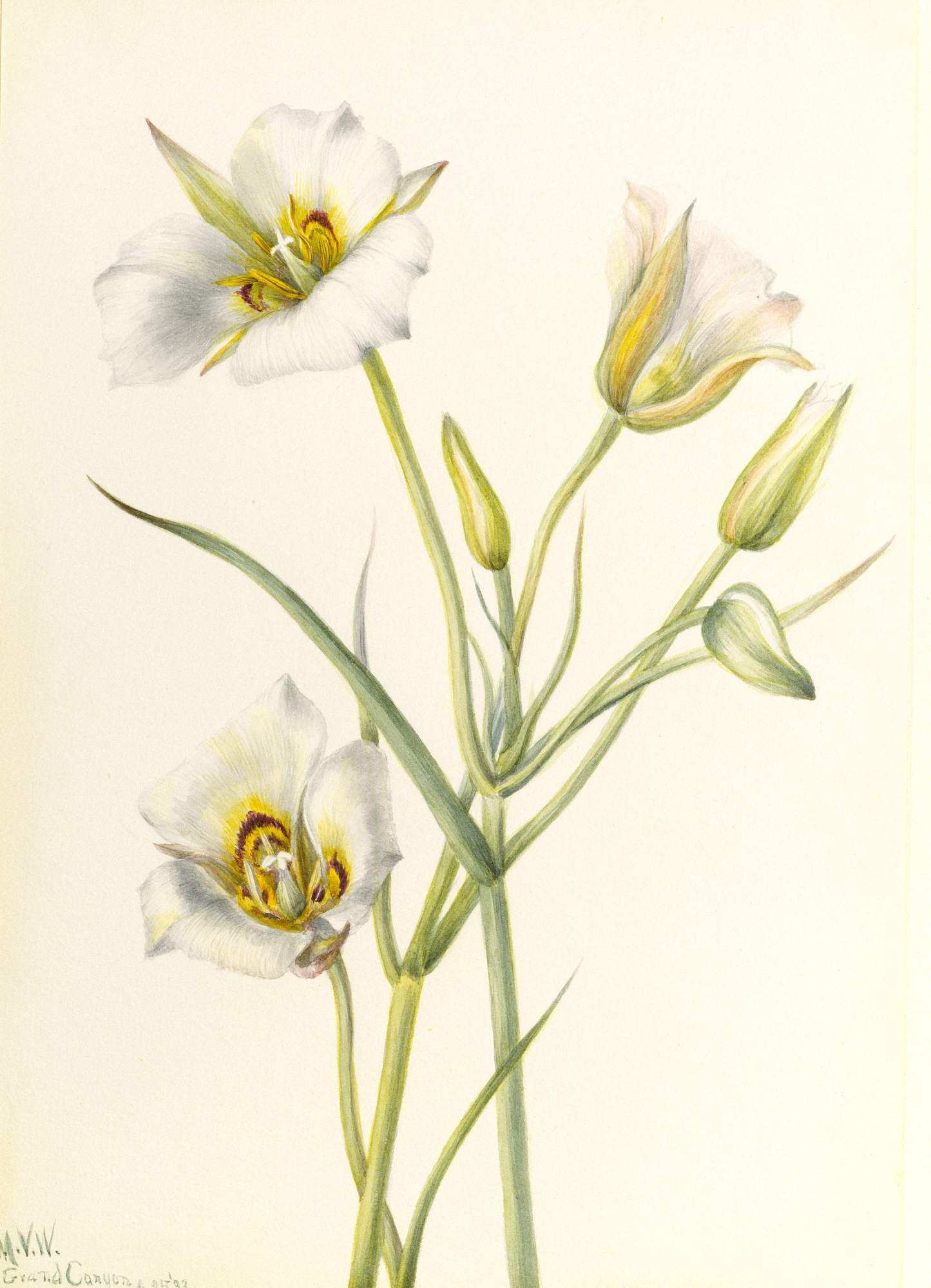 Sego Lily (Calochortus nuttallii) | Smithsonian American Art Museum