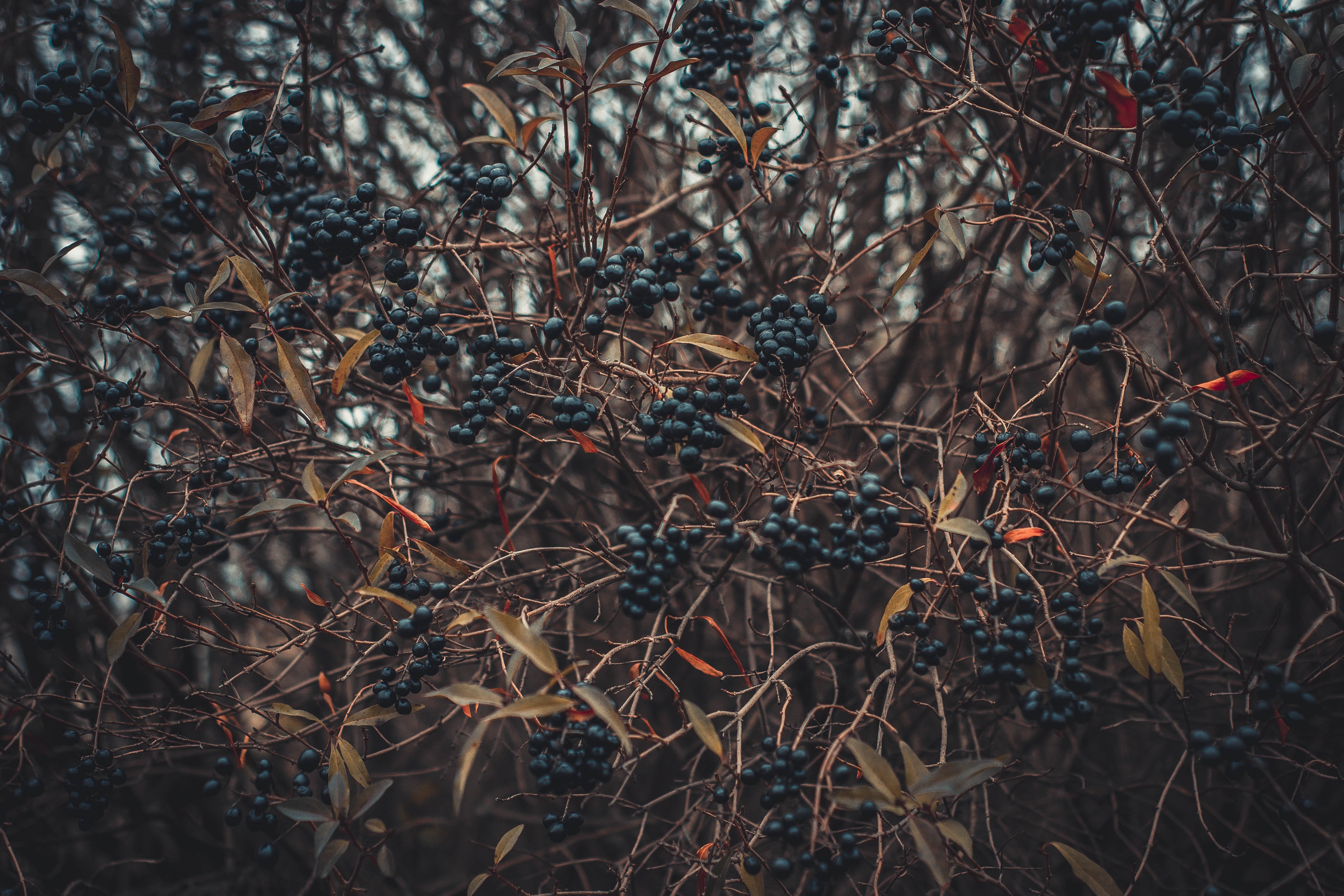Selective Focus of Berries, Atmospheric, Fruit, Trees, Texture, HQ Photo