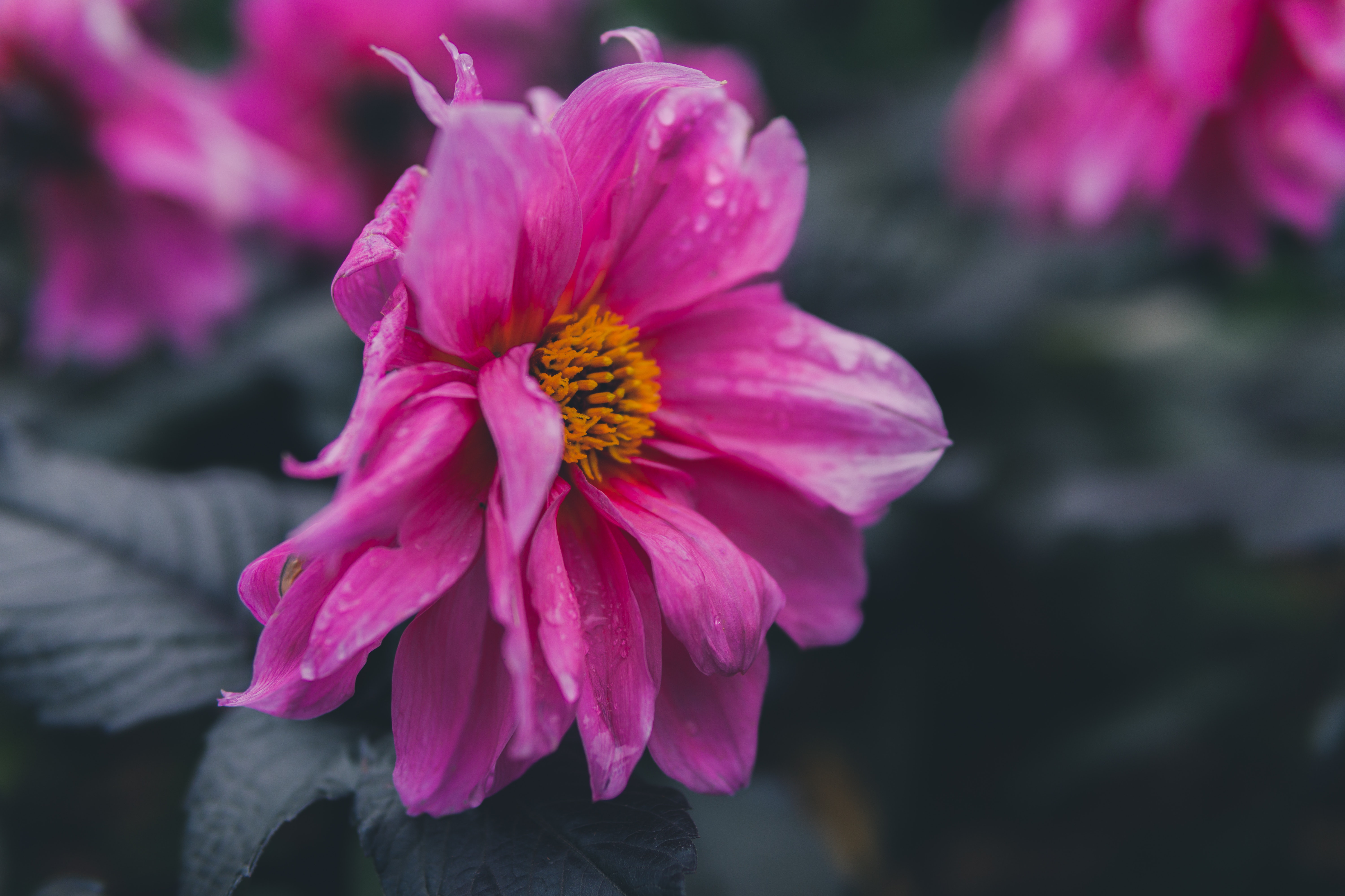 Selective focus of pink petaled flower photo