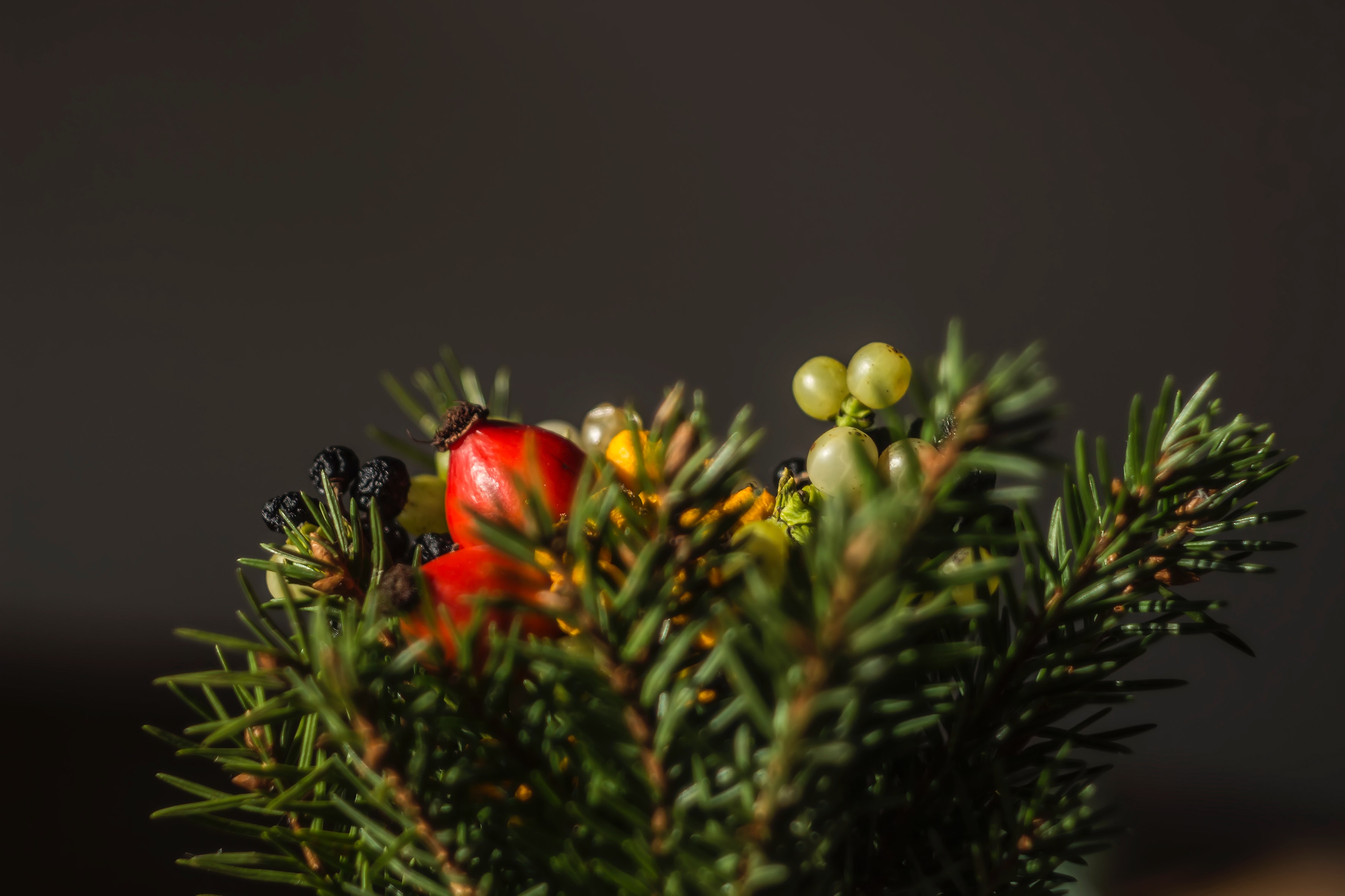 Selective Focus of Red and Green Berries Fruit · Free Stock Photo