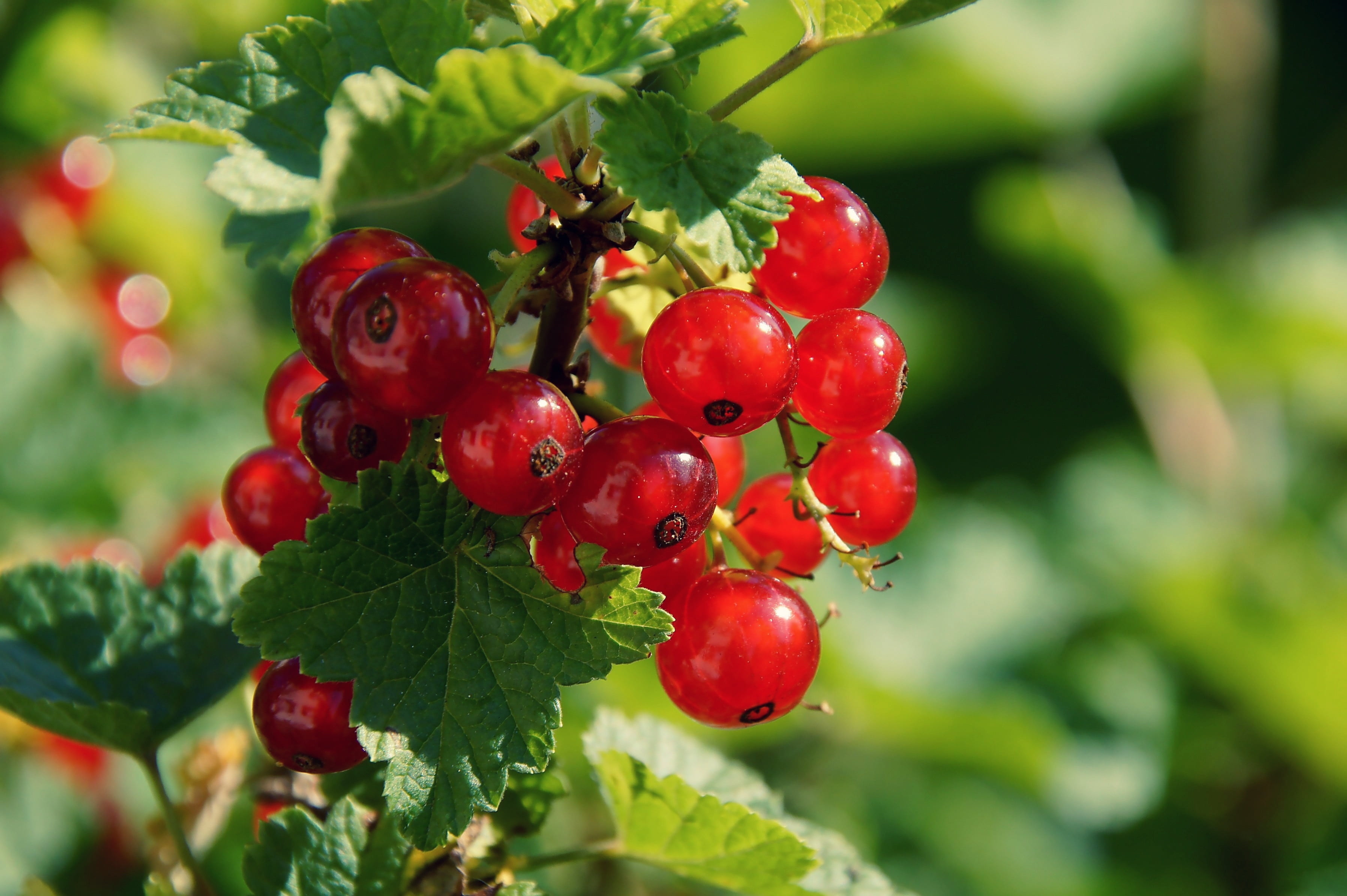 Selective focus photography of red berries HD wallpaper | Wallpaper ...