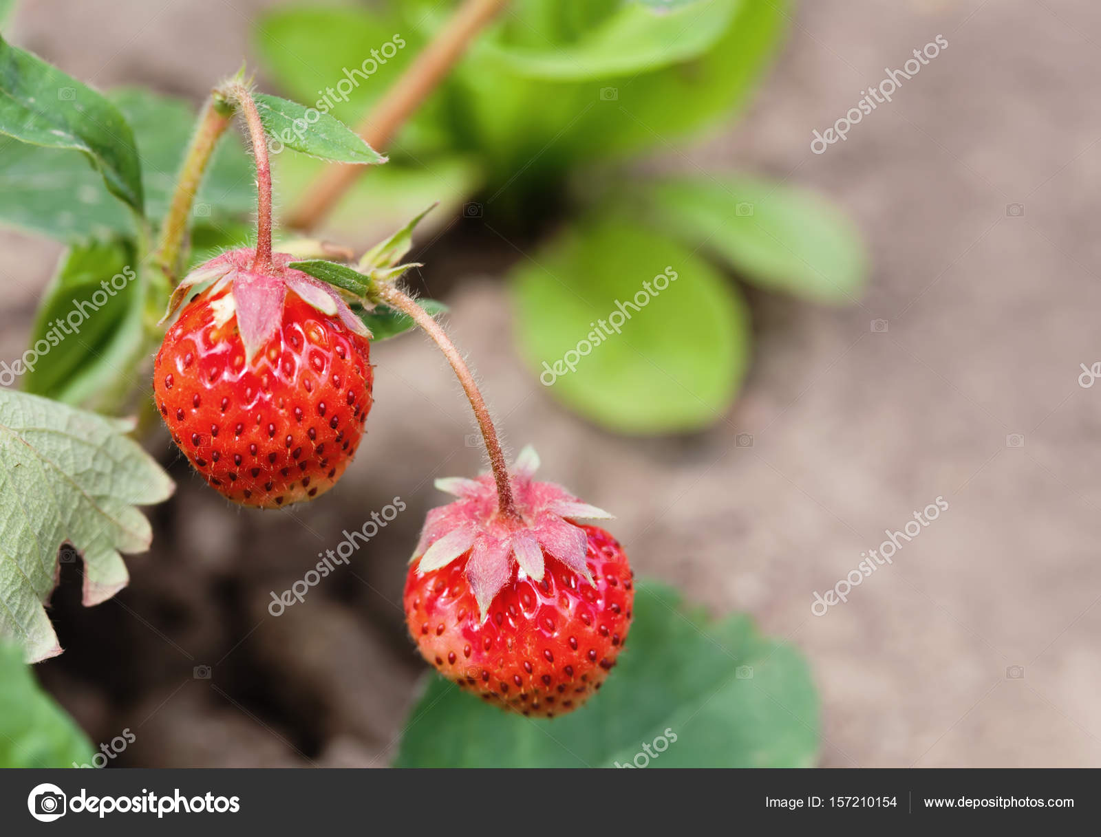 Ripe red strawberries growing field. Garden berry macro view ...