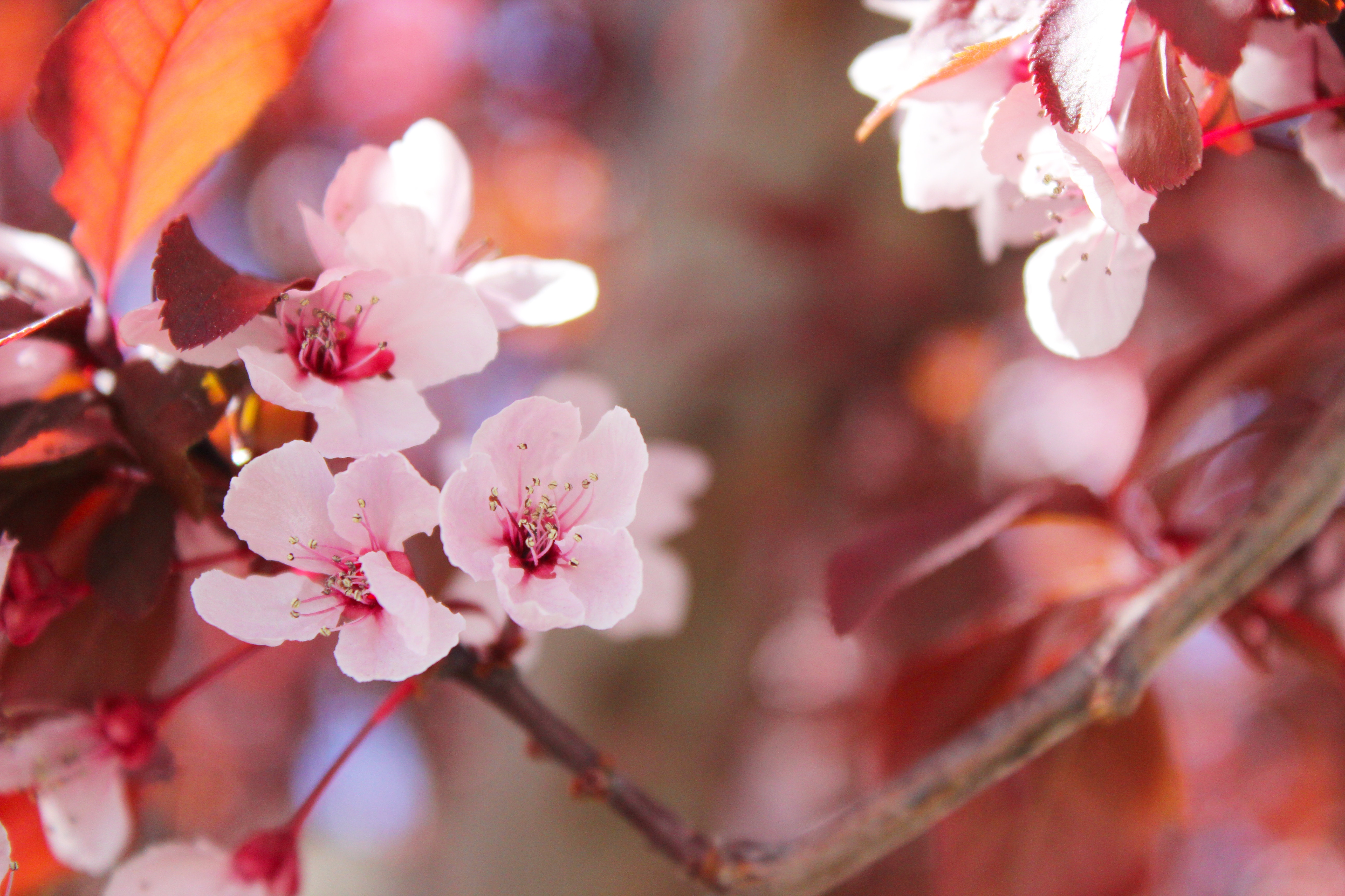 Selective focus of sakura tree photo