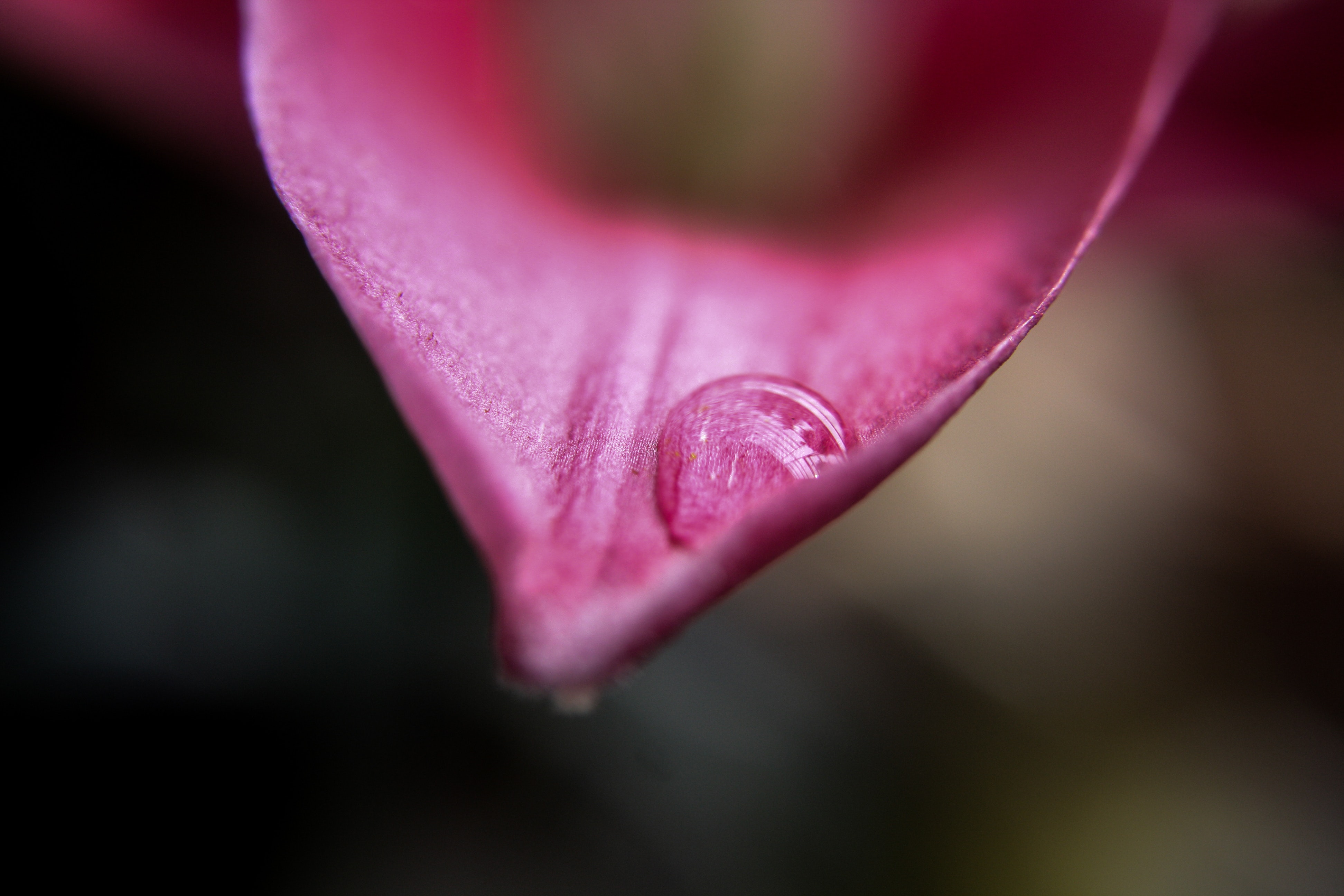 Selective focus of water droplet on red petal of flower photo