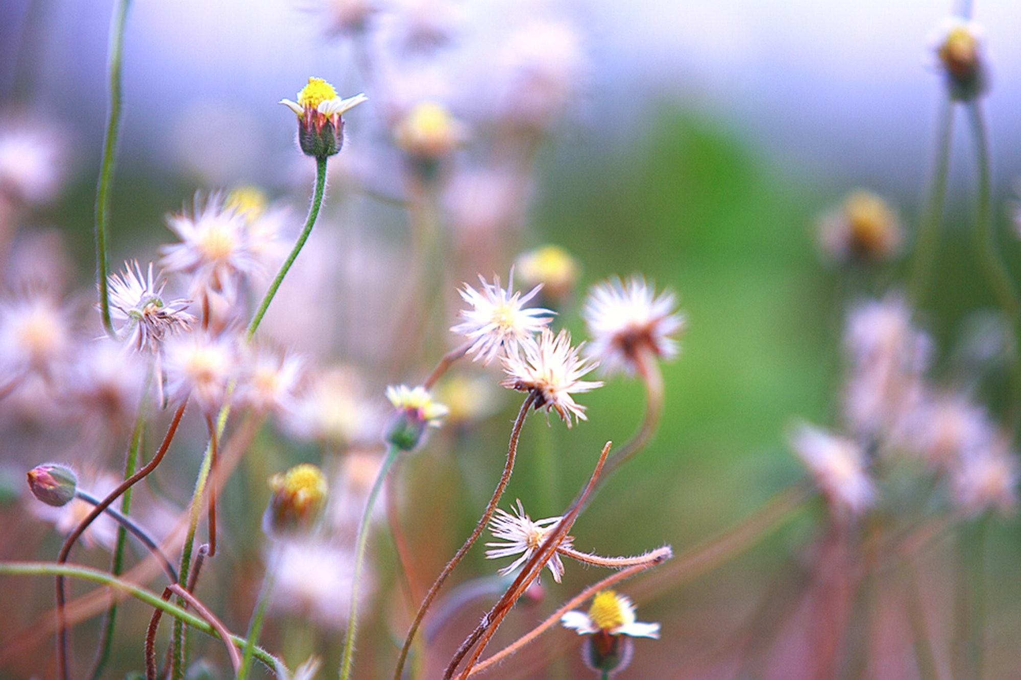 Selective focus of white dandelion photo