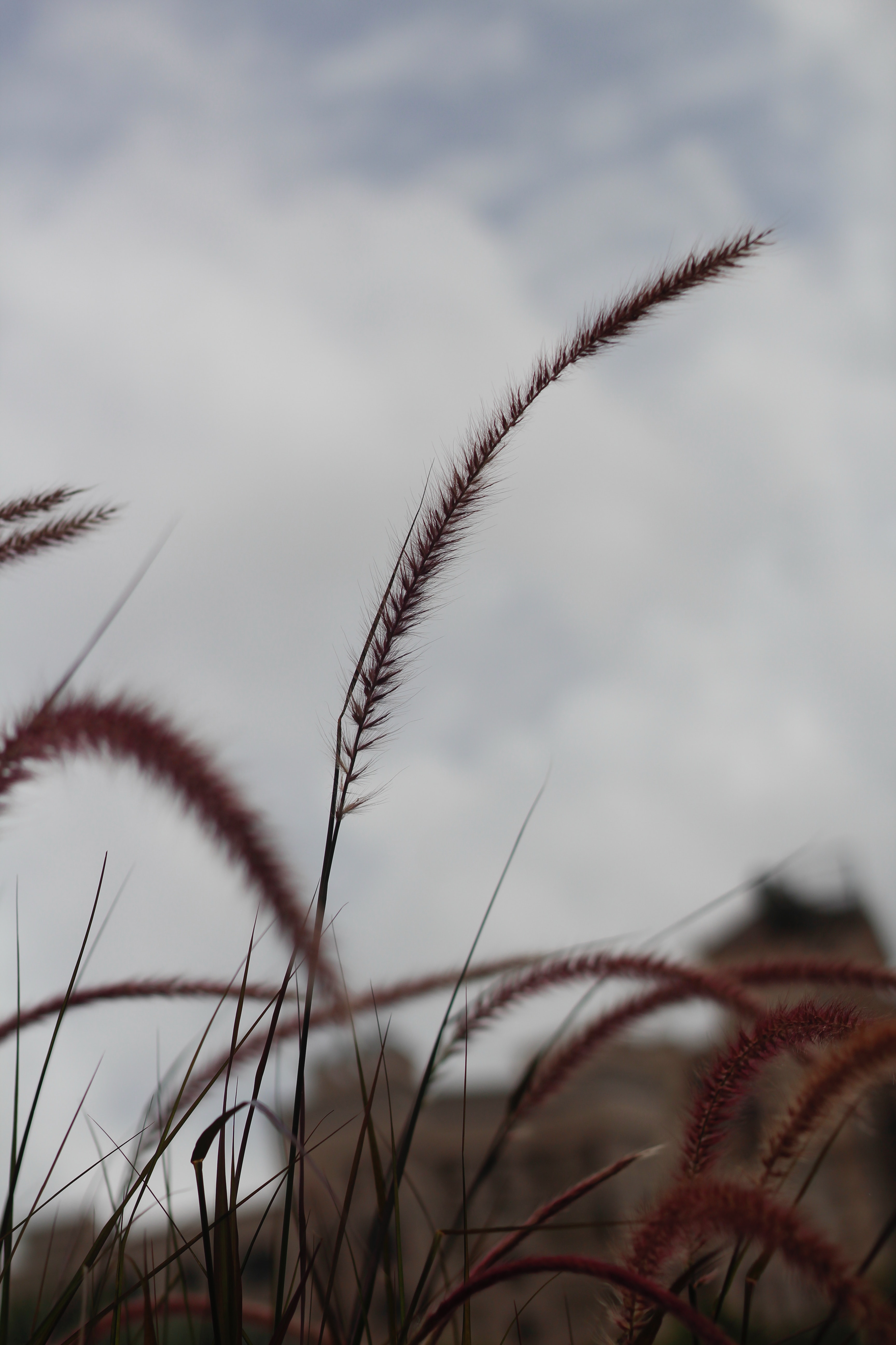 Selective Focus Photo of Wheat, Blur, Landscape, Straw, Sky, HQ Photo