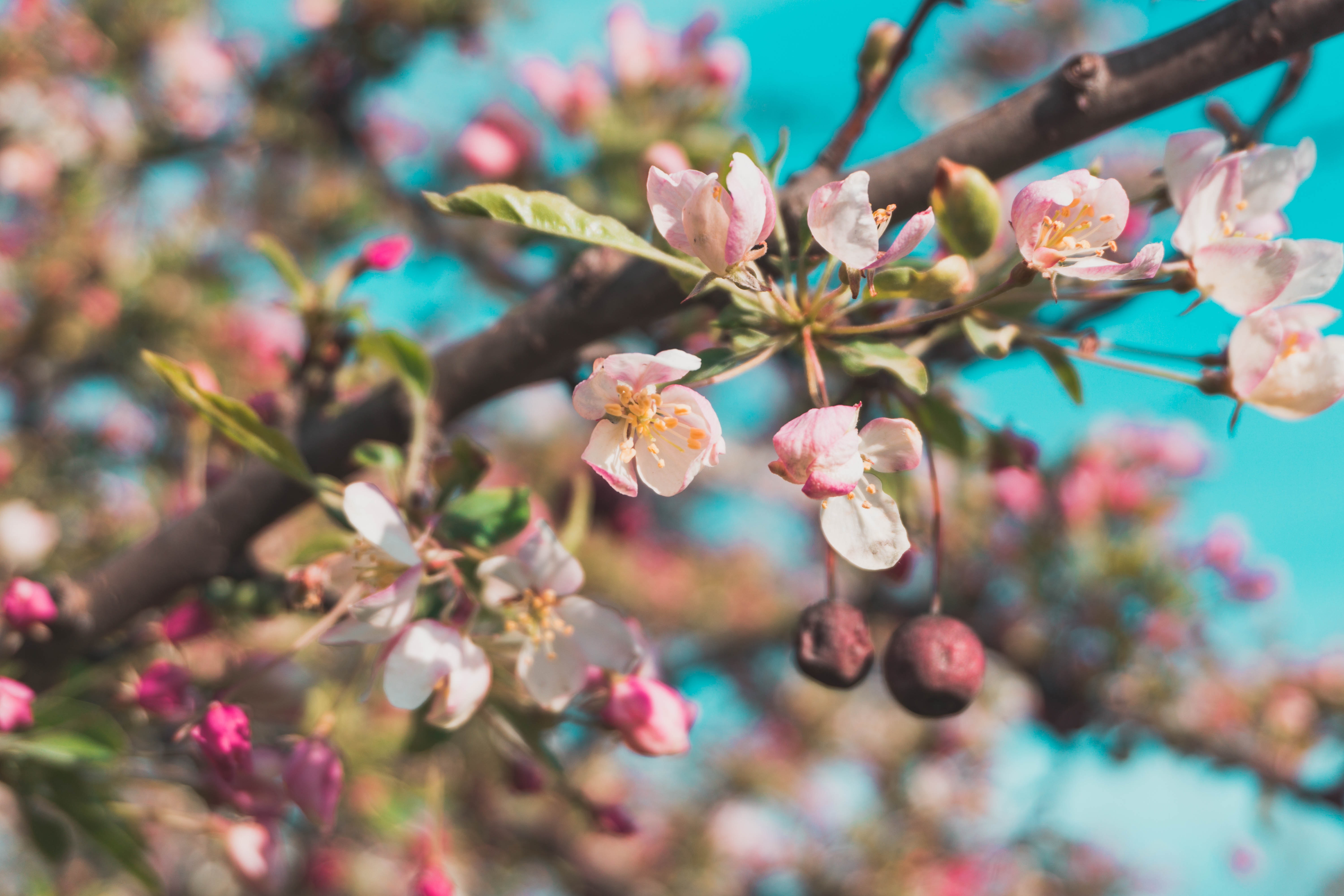 Selective Focus Photo of White and Pink Petaled Flowers, Flowers, Tree, Sunny, Petals, HQ Photo