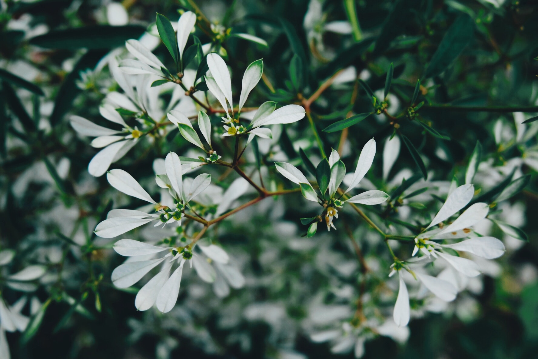 Selective focus photo of white petaled flowers