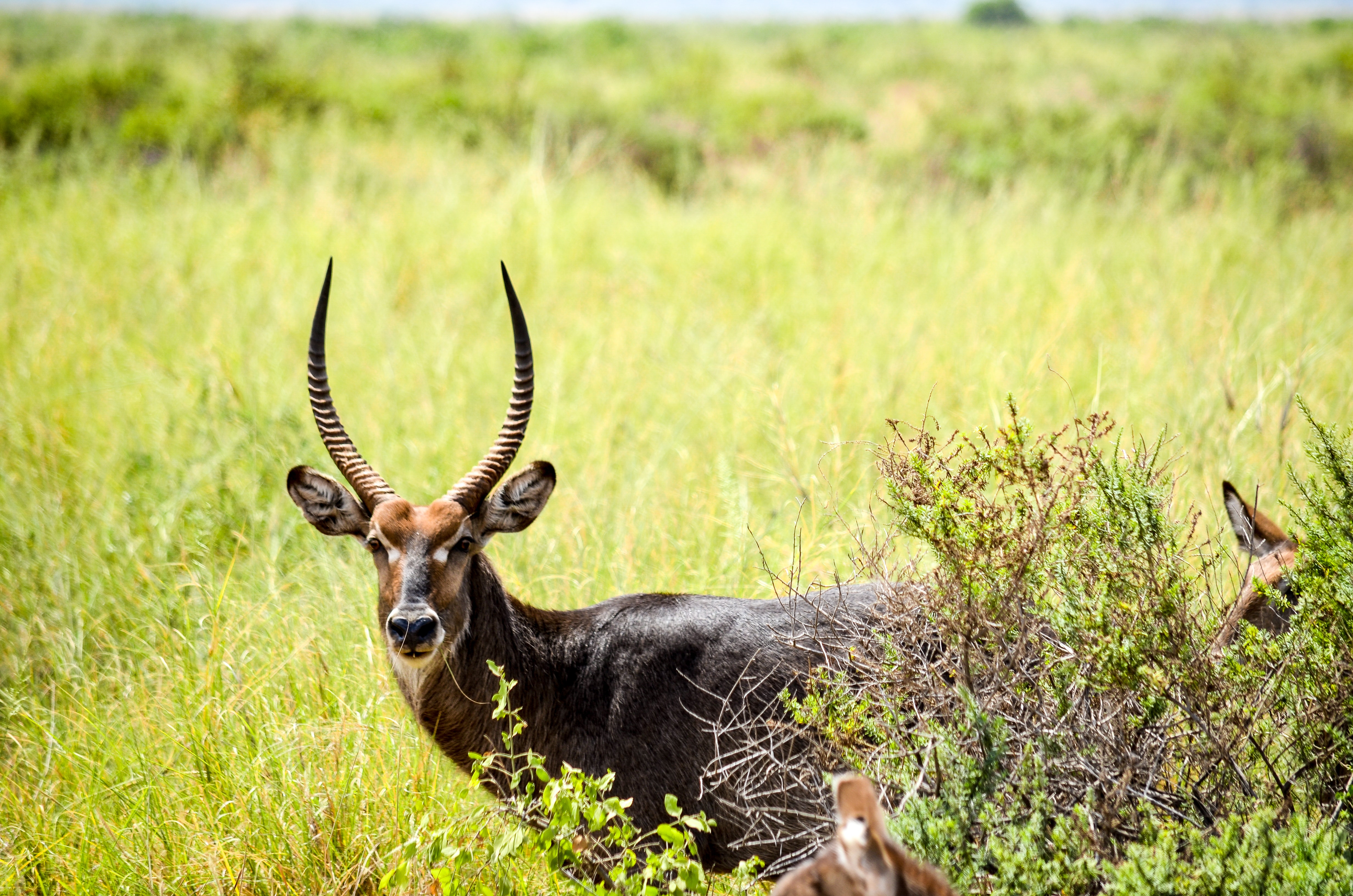 Selective Focus Photography of Black Deer, Animal, Mammal, Wildlife, Wild, HQ Photo
