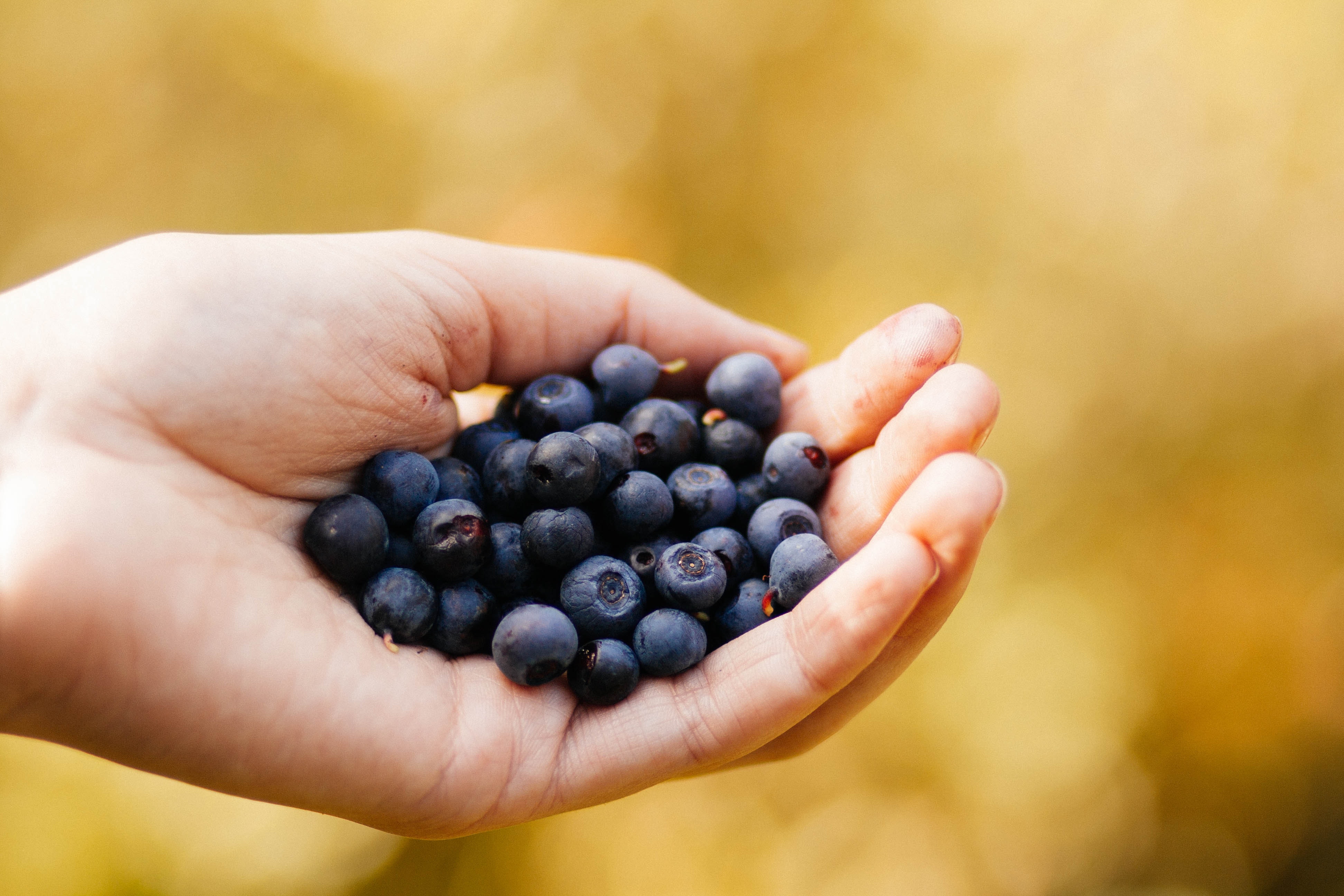 Selective focus photography of blueberry on human hand