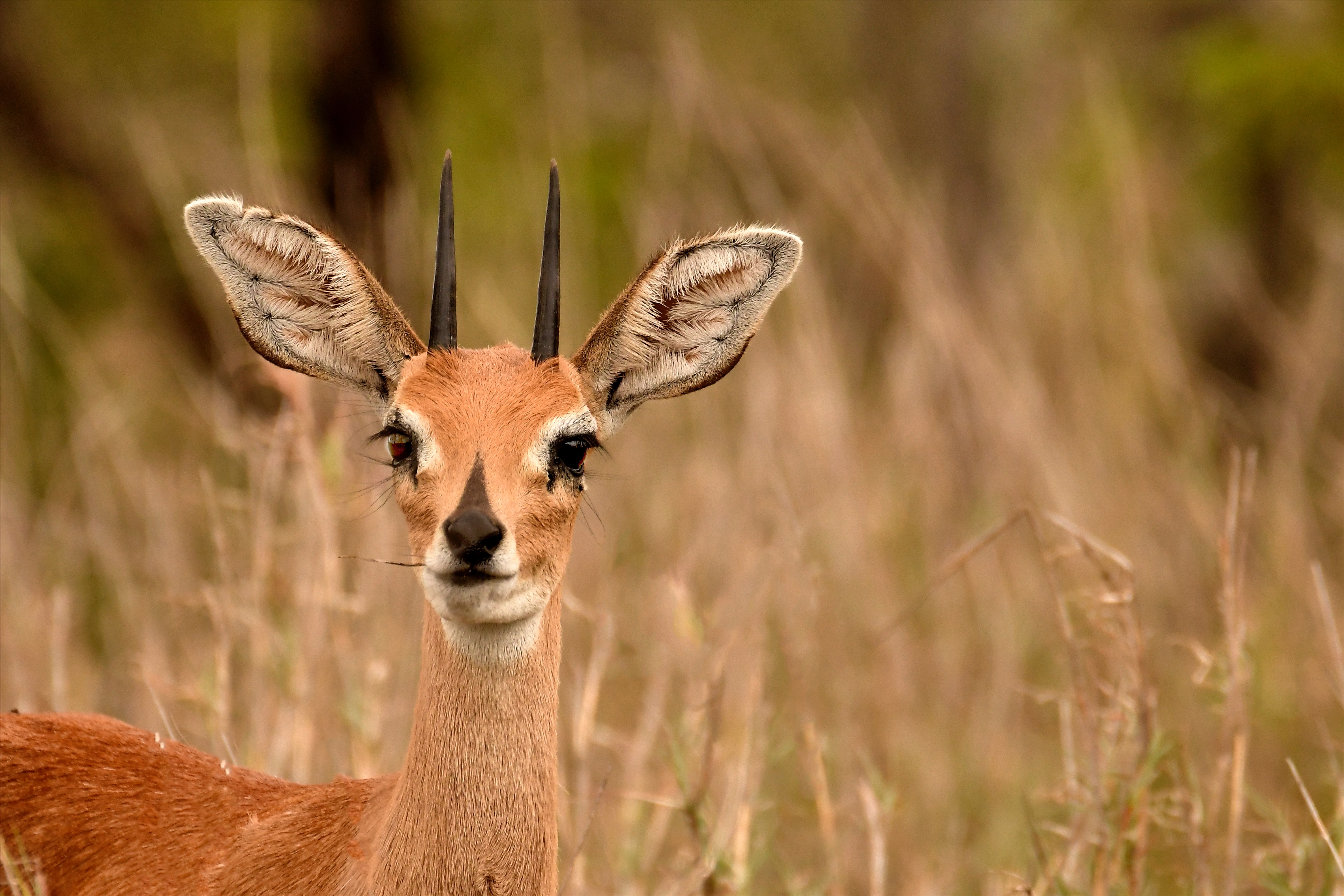 Selective focus photography of brown deer