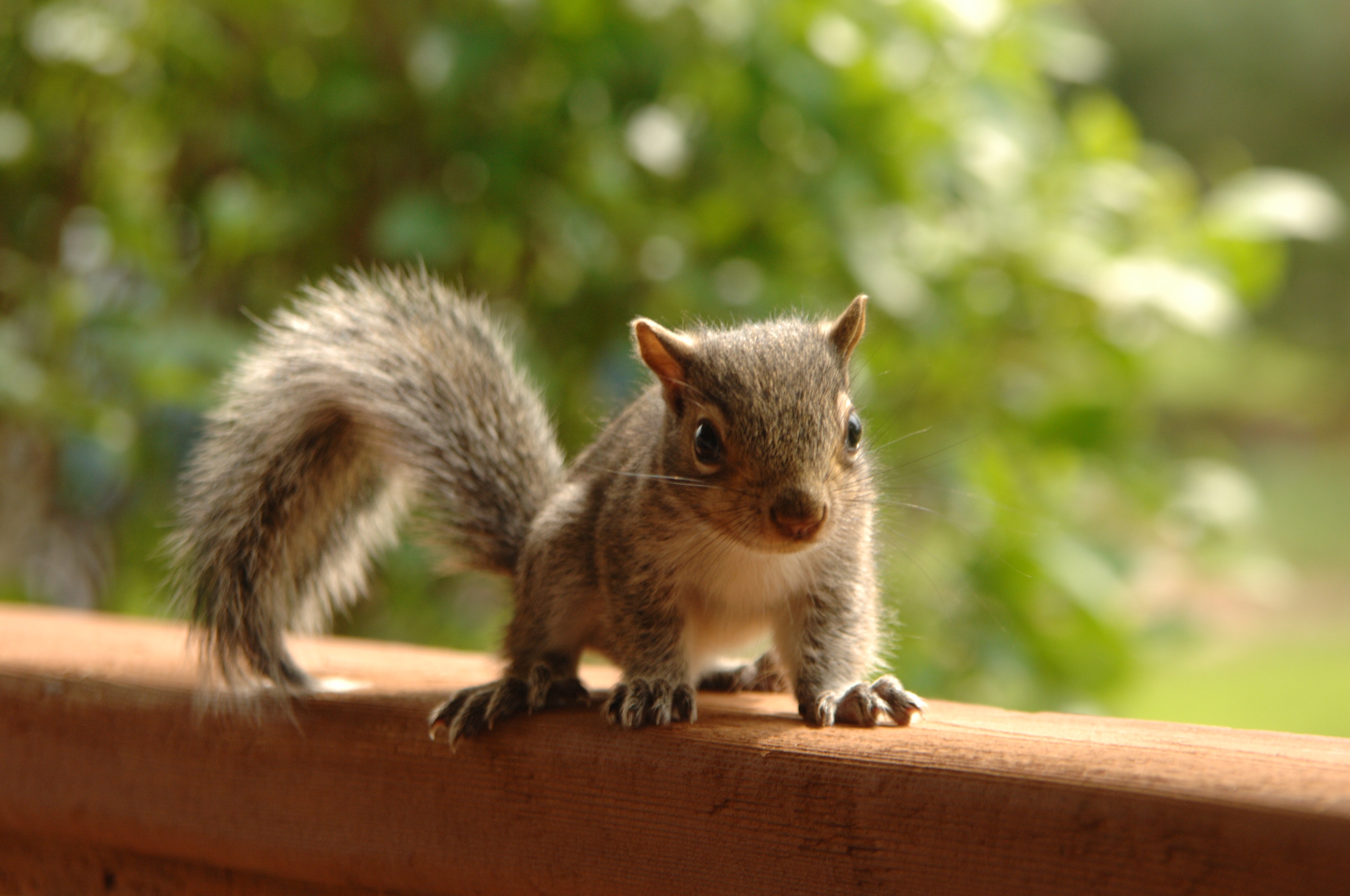 Photo of Squirrel