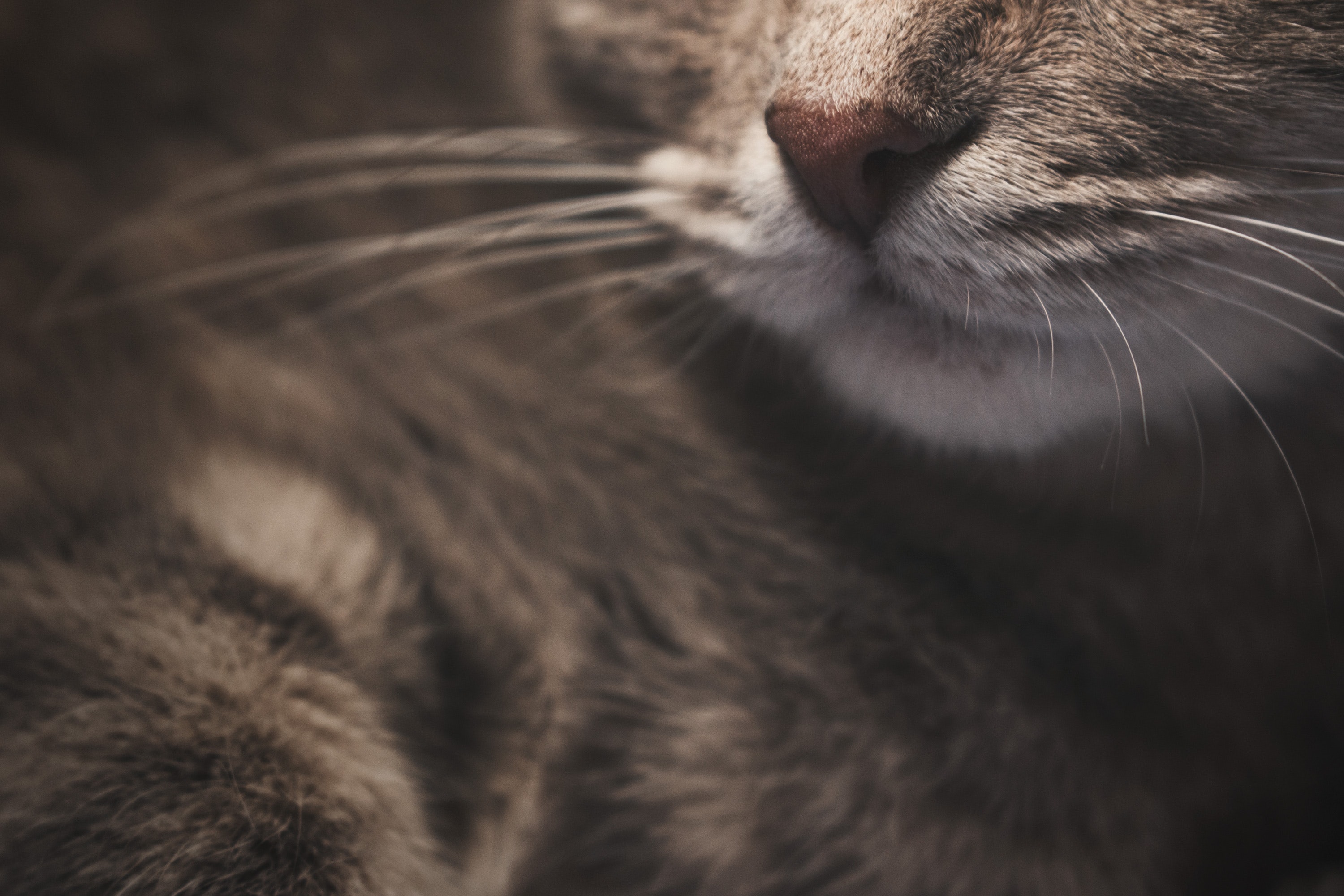 Selective focus photography of brown tabby cat
