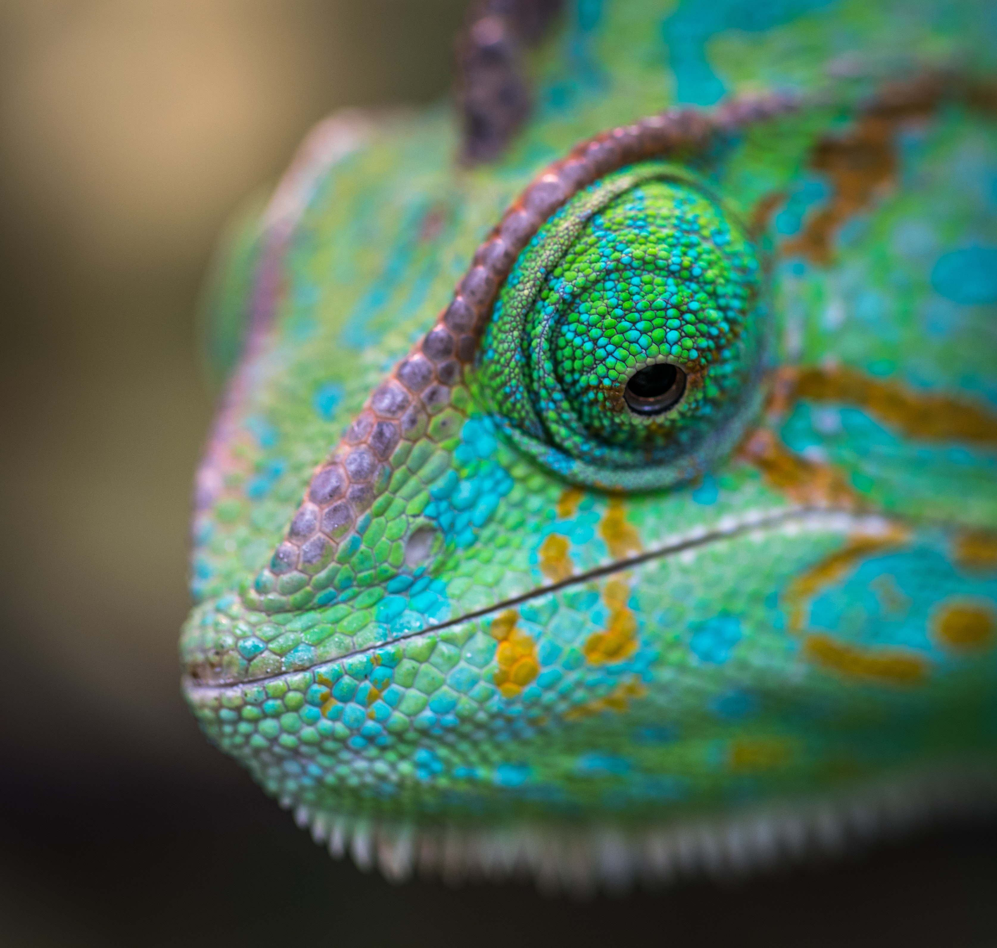 Selective focus photography of chameleon