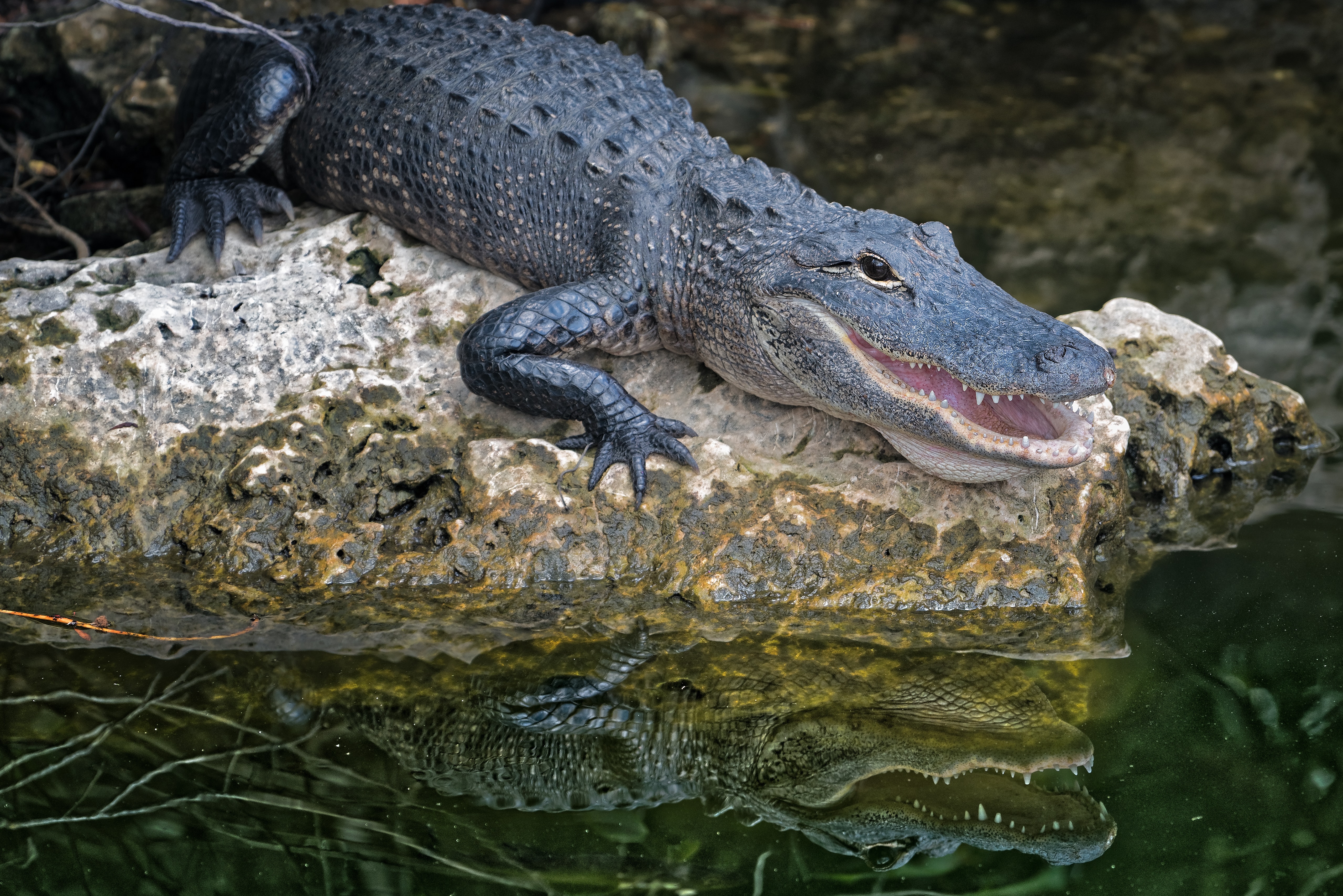 Selective Focus Photography of Crocodile, Alligator, Park, Wild animal, Wild, HQ Photo