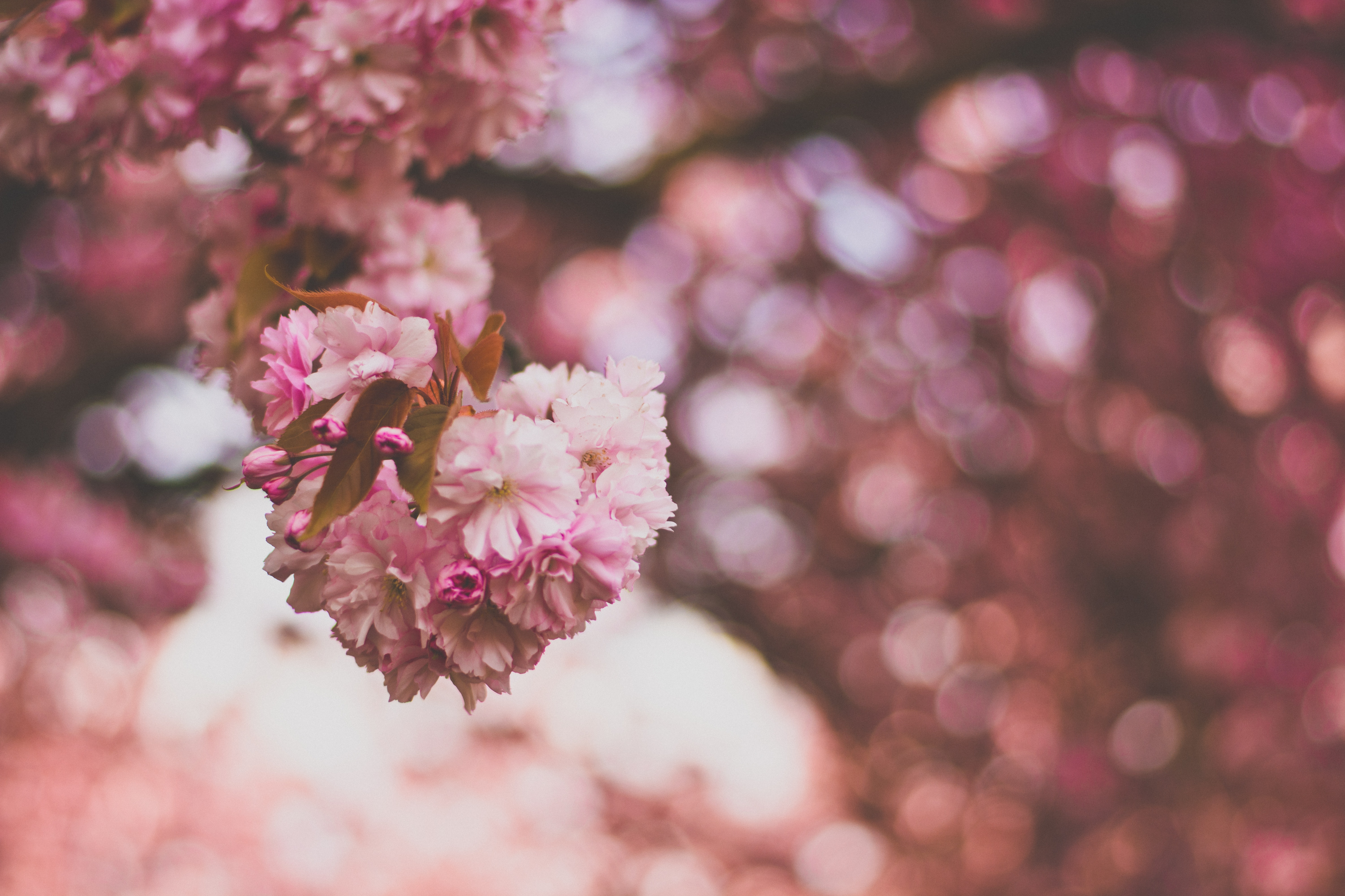 Selective focus photography of pink and white petaled flowers
