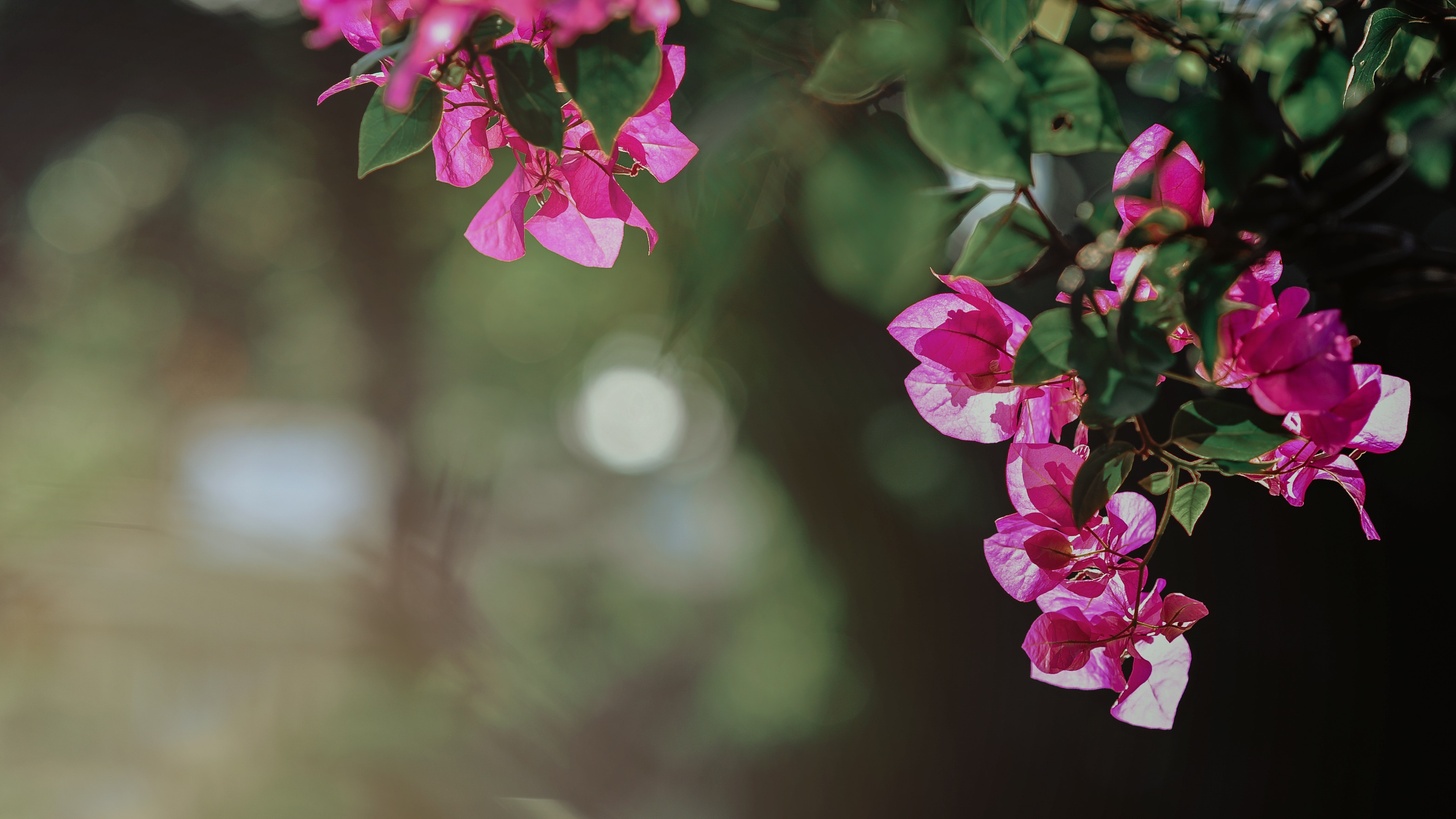 Selective Focus Photography of Pink Bougainvillea Flowers, Beautiful, Depth of field, Petals, Outdoors, HQ Photo