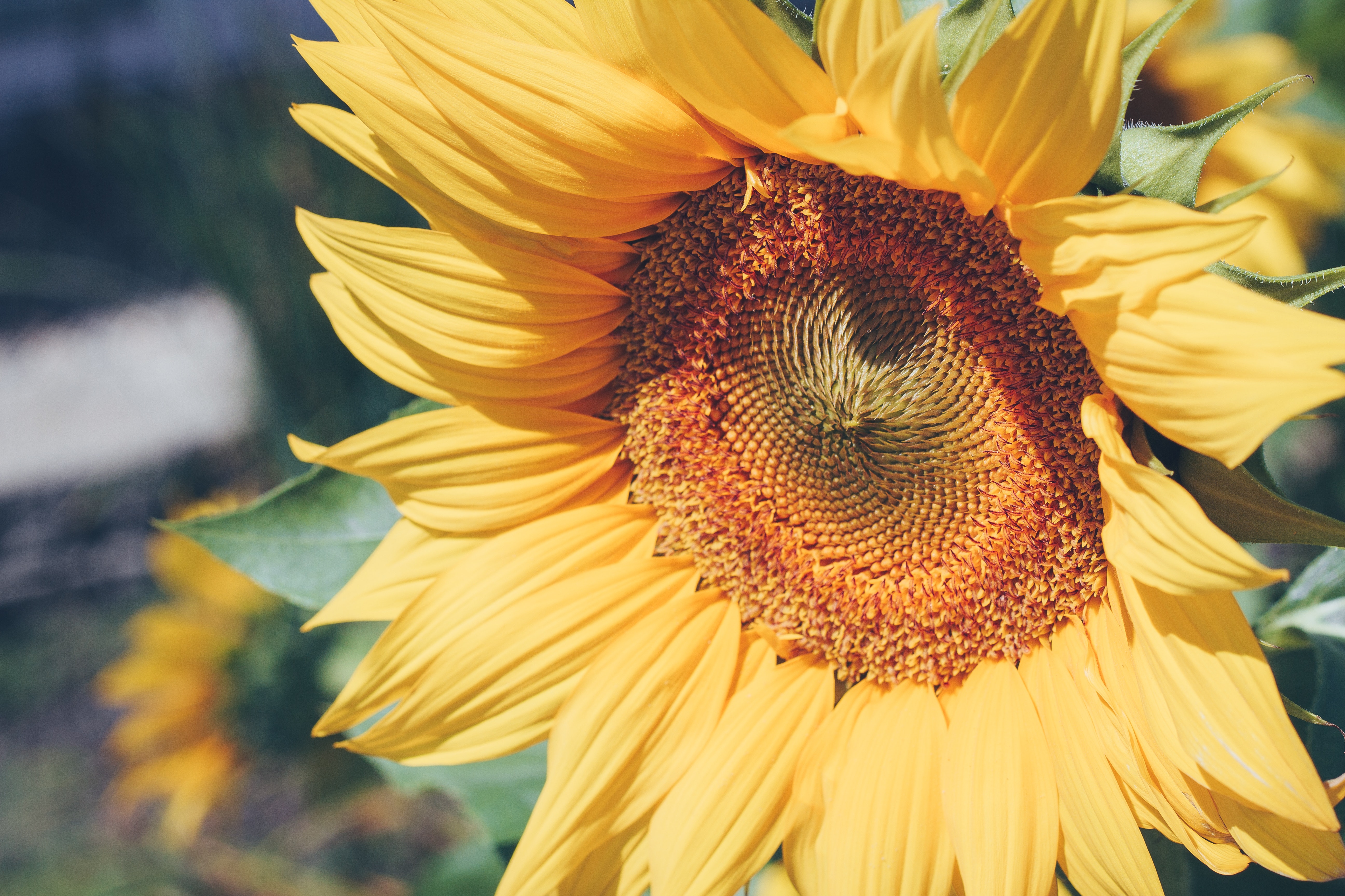 Selective Focus Photography of Sunflower, Beautiful, Bright, Close-up, Color, HQ Photo