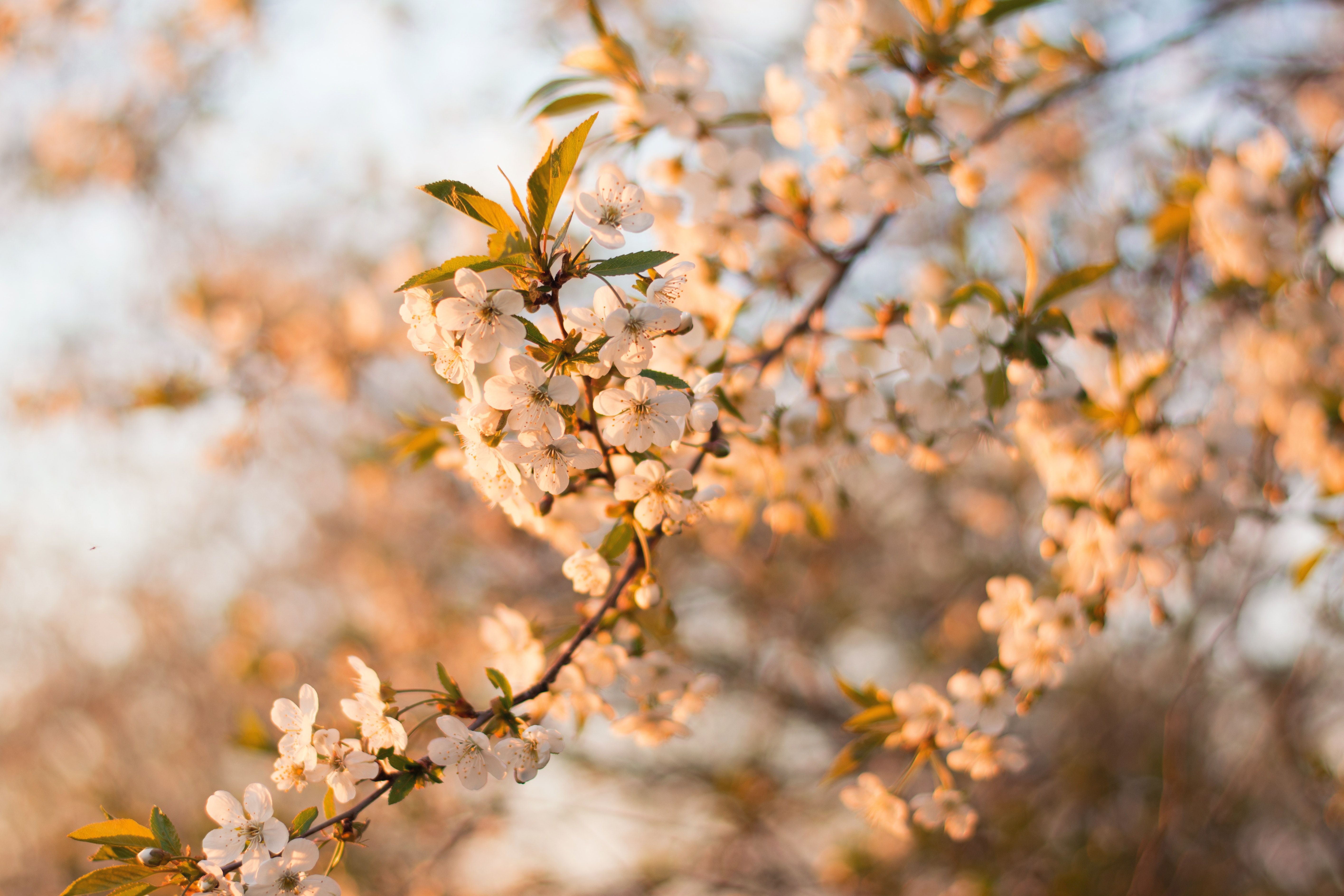 Selective focus photography of white cherry blossom flowers