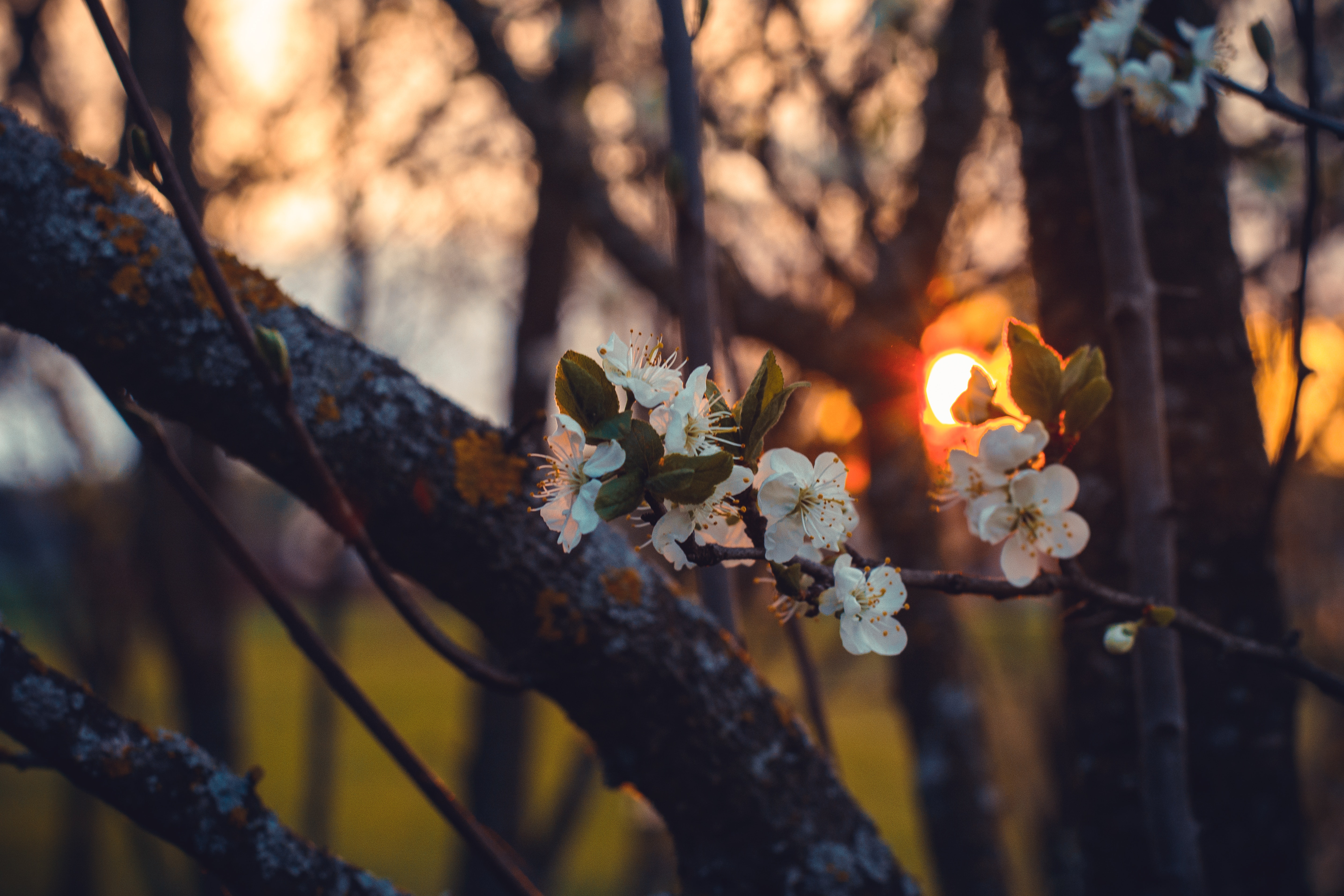 Selective Focus Photography of White Cherry Blossoms at Sunset, Nature, Wood, Weather, Trees, HQ Photo