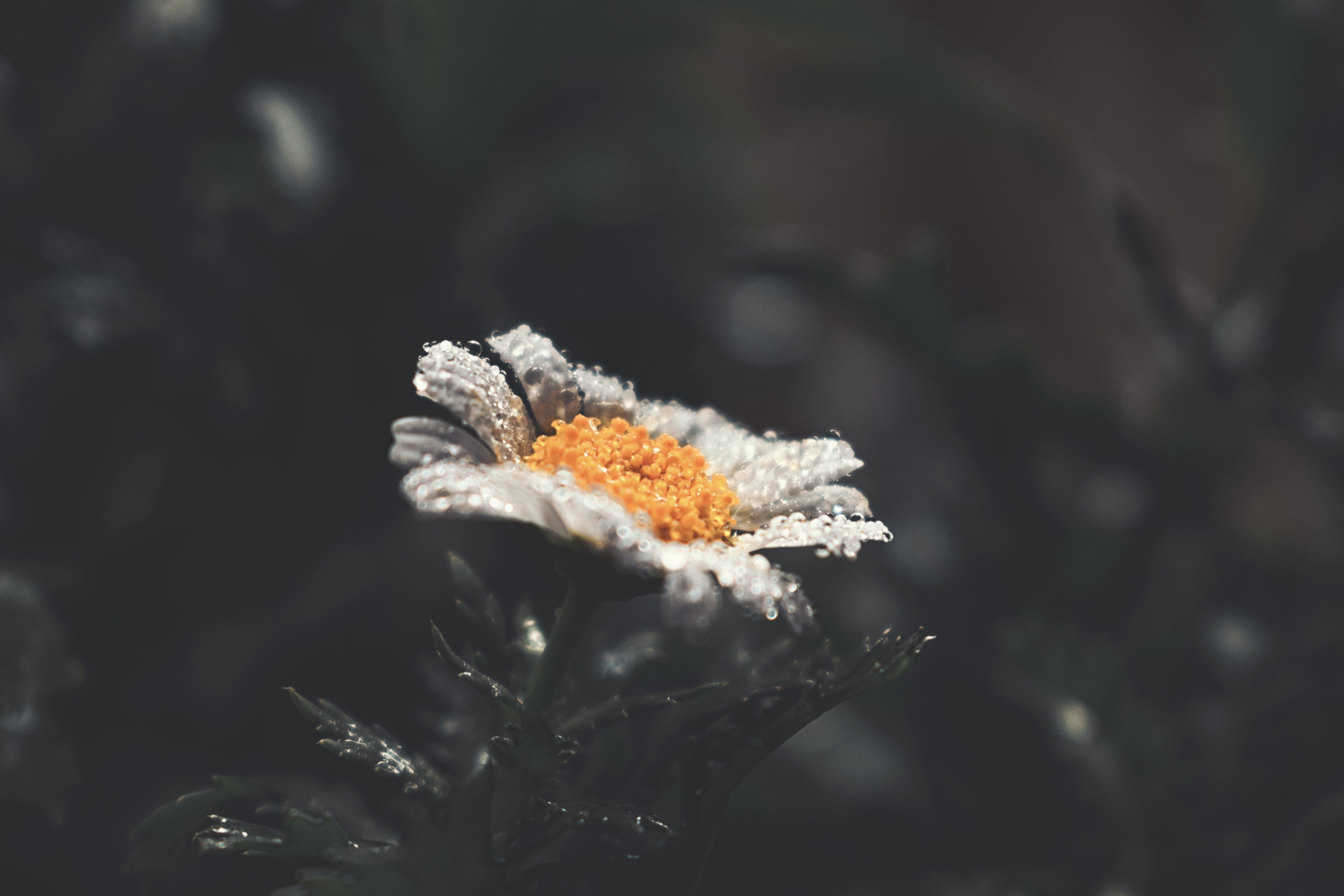 Selective focus photography of white daisy flower with water droplets