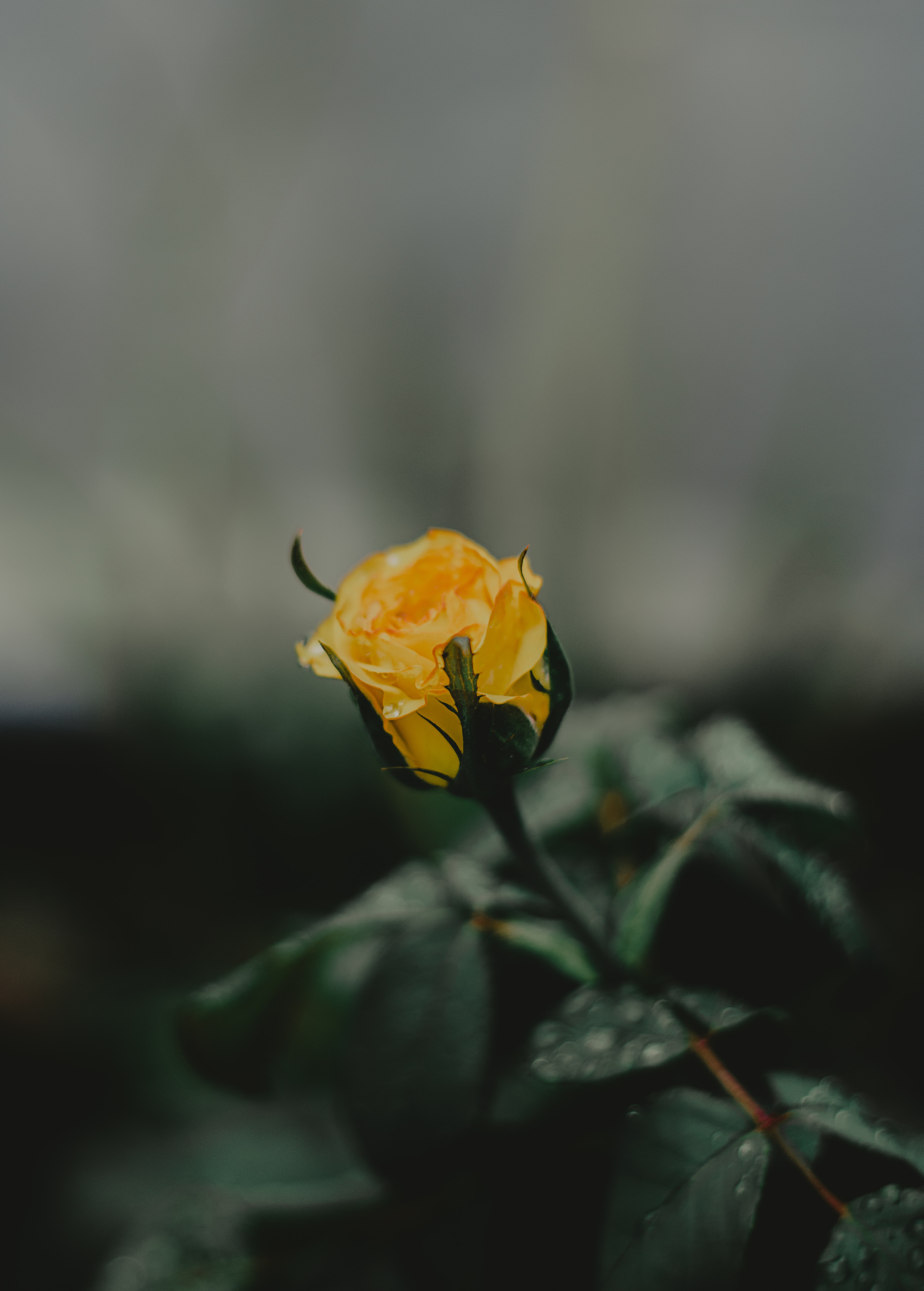 Selective focus photography of yellow rose