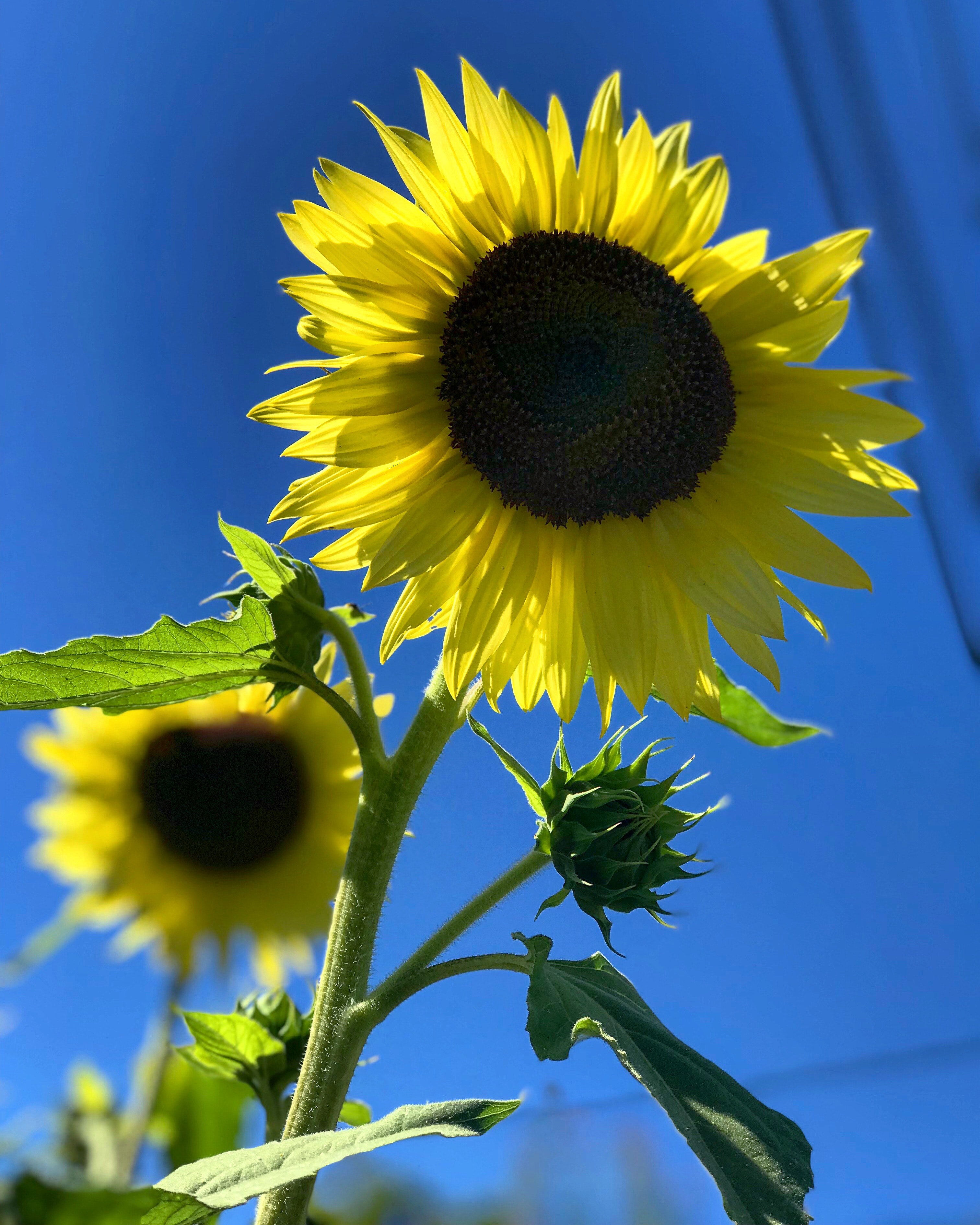 Selective Focus Photography of Sunflower · Free Stock Photo