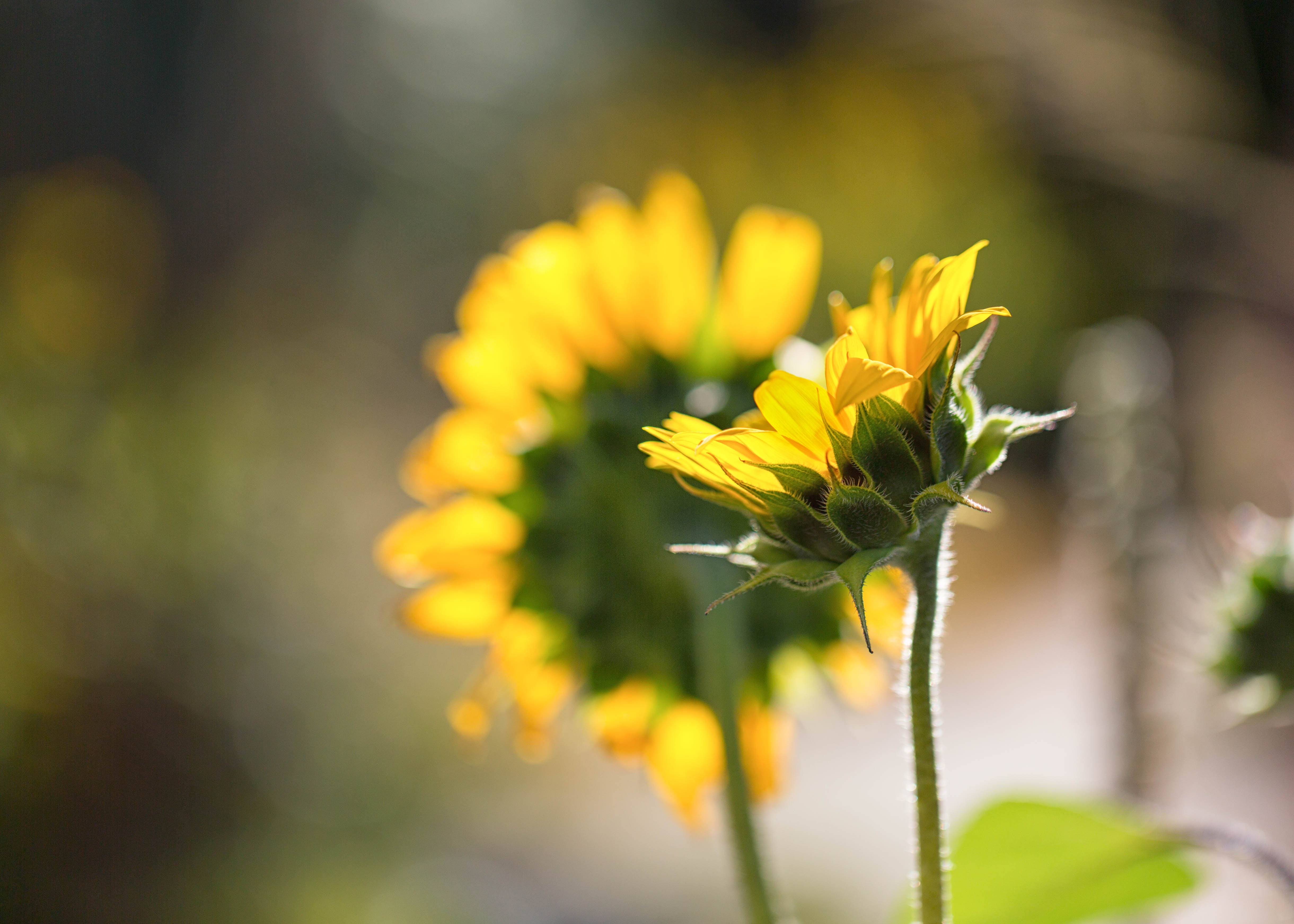 Selective focus photography of yellow Sunflower, sunflowers HD ...