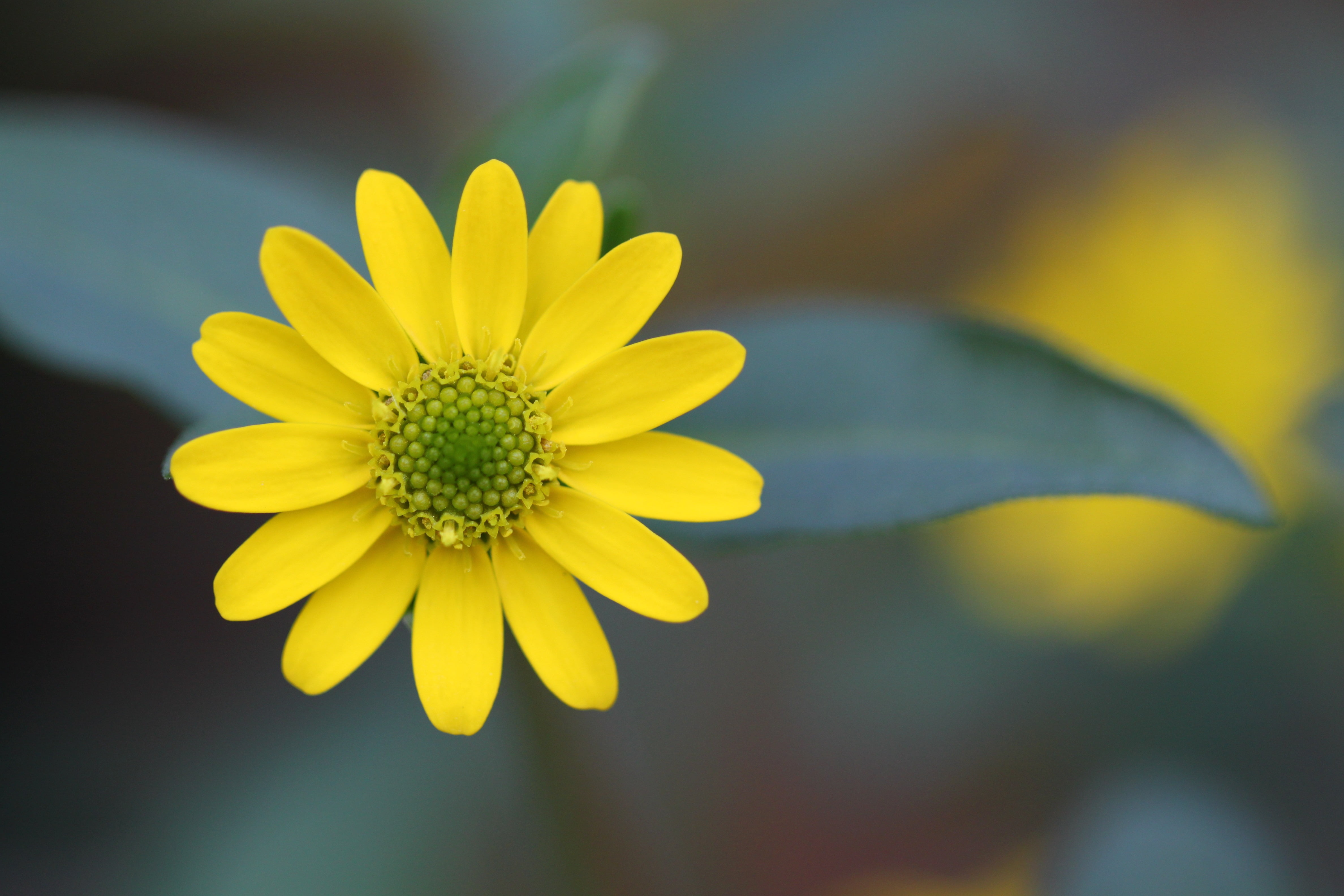 Yellow Daisy flower selective focus photo HD wallpaper | Wallpaper Flare