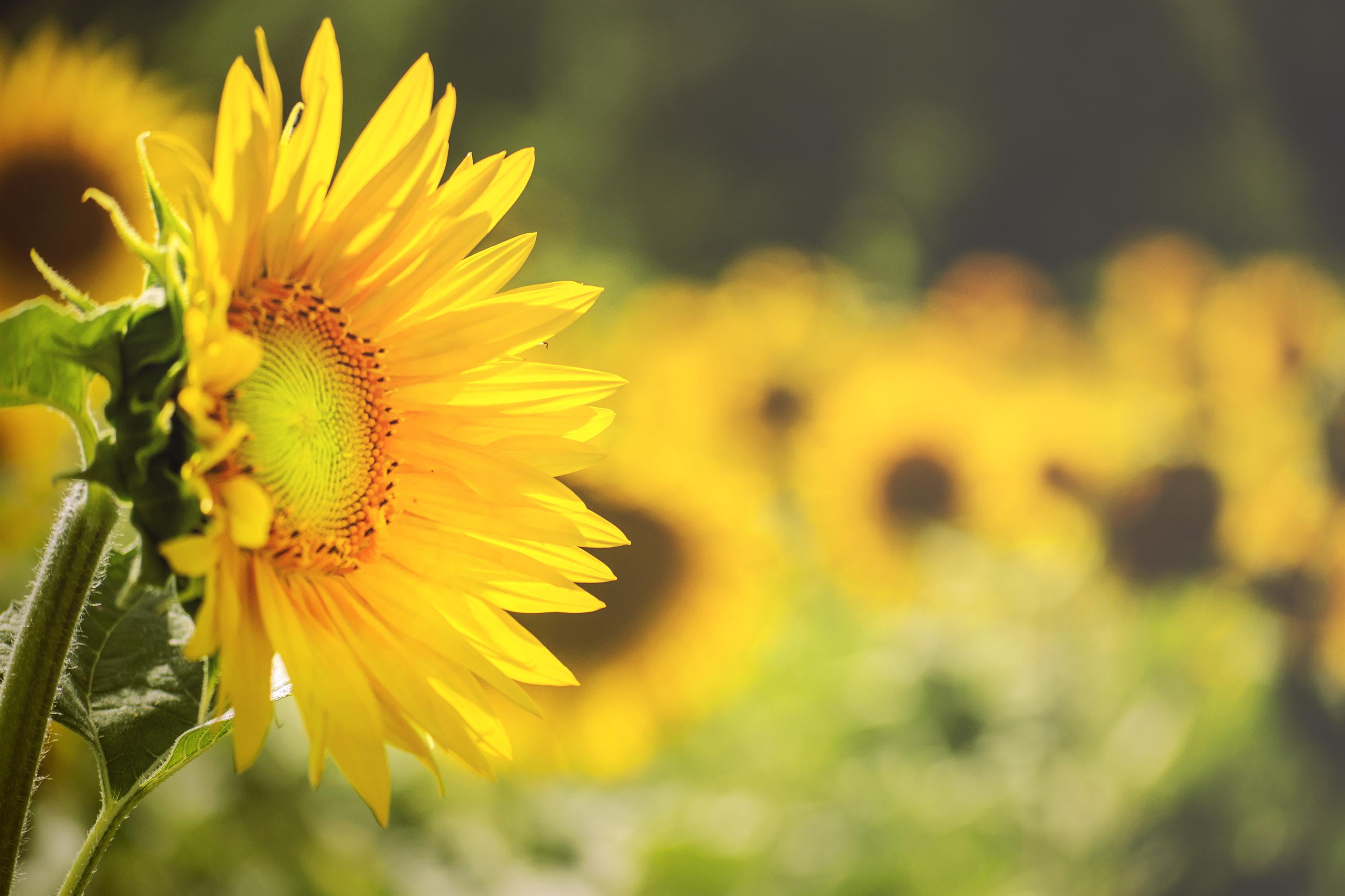 Selective focus photography of yellow Sunflower HD wallpaper ...