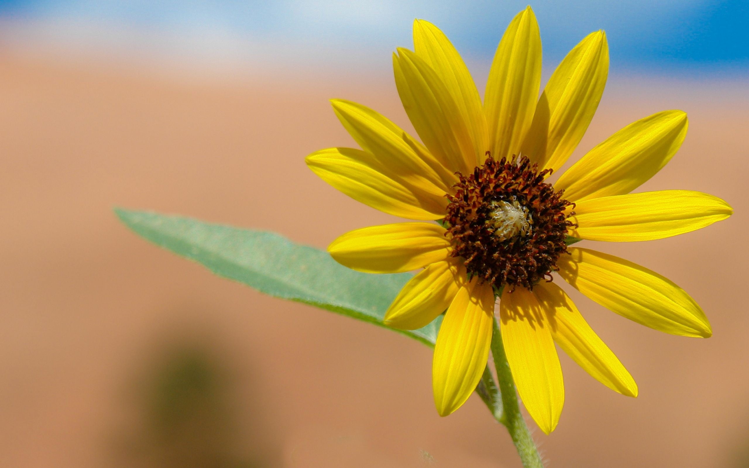 Yellow sunflower selective-focus photography HD wallpaper ...