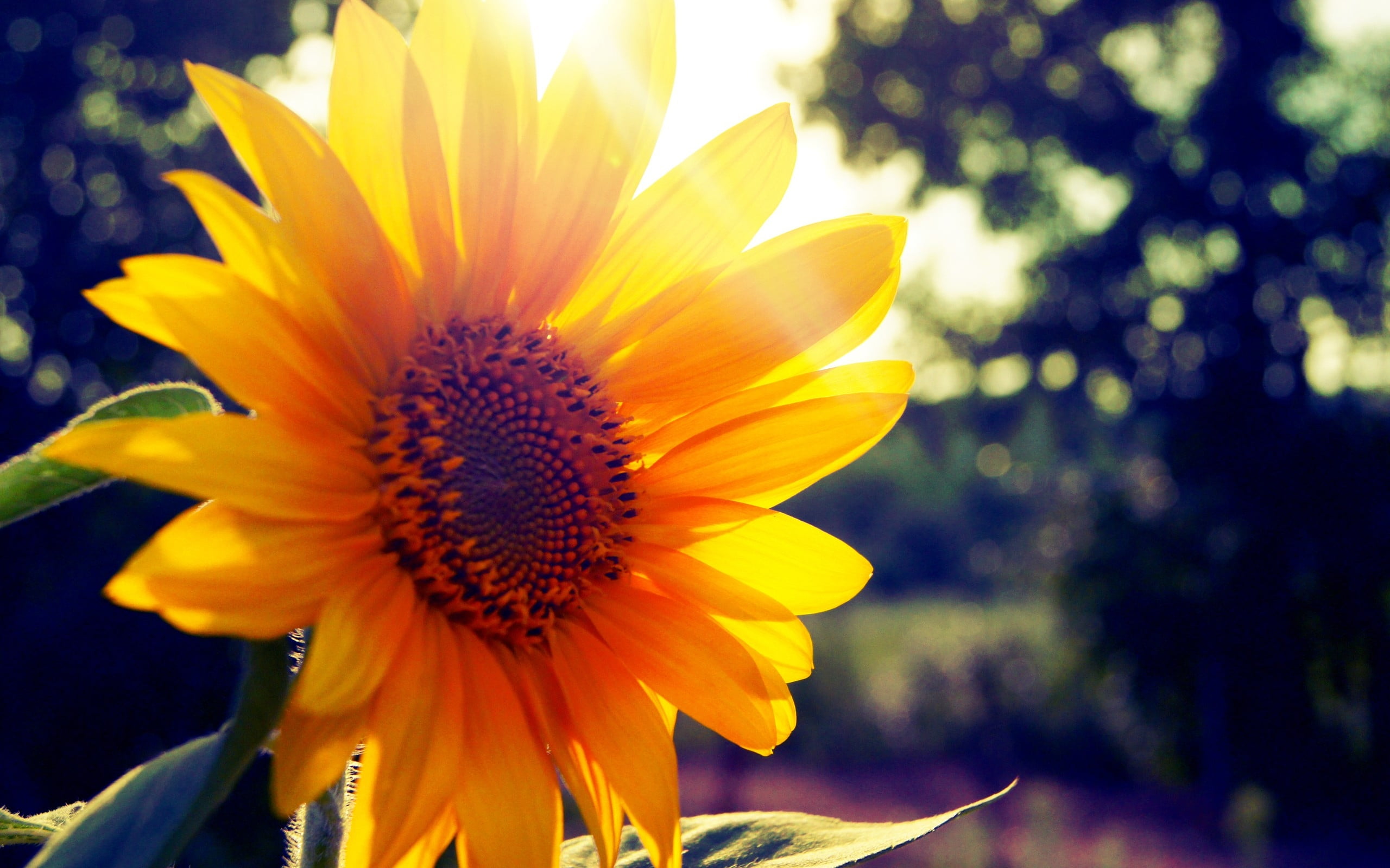 Selective focus photography of yellow Sunflower HD wallpaper ...