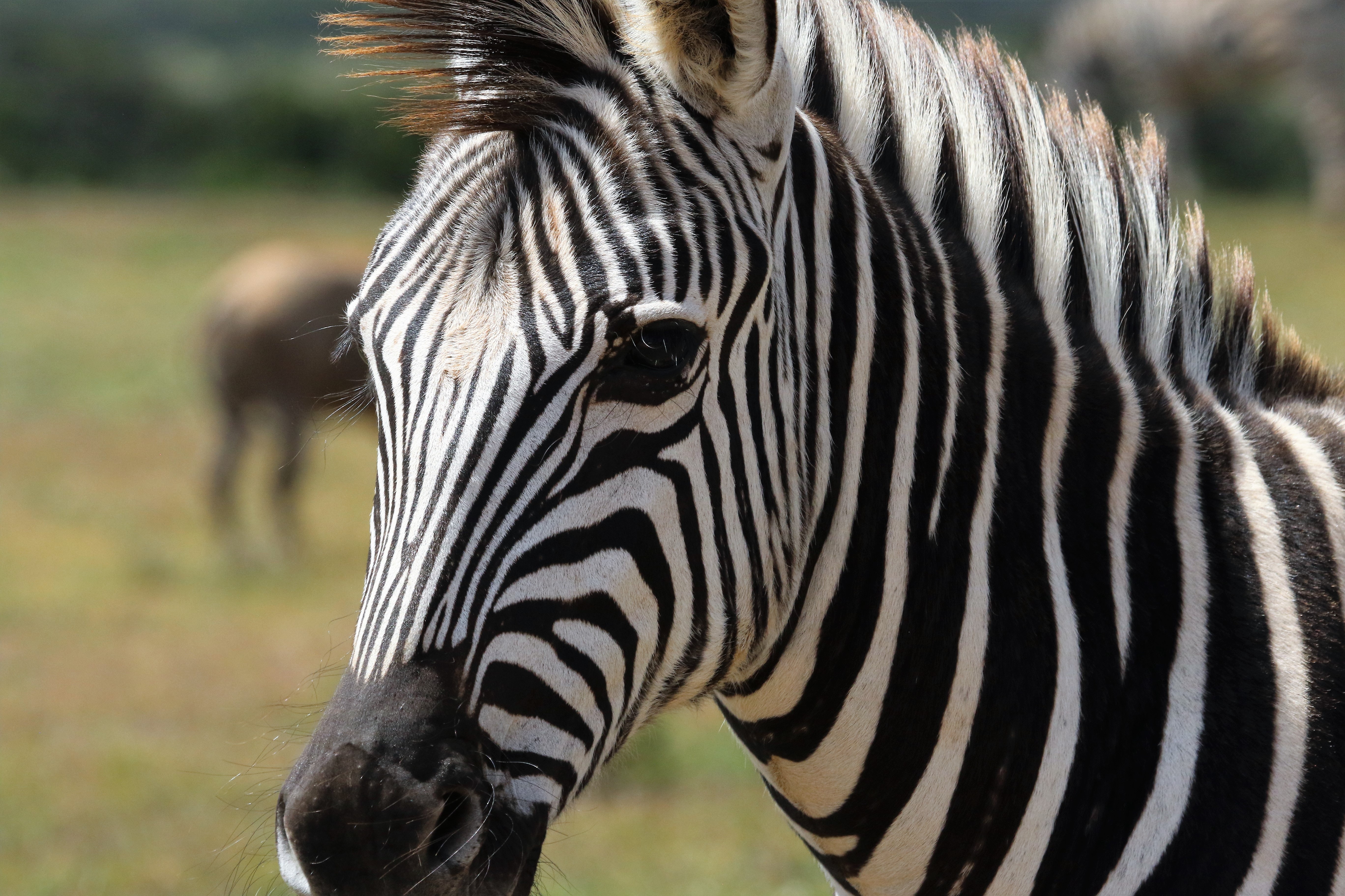 Selective focus photography of zebra