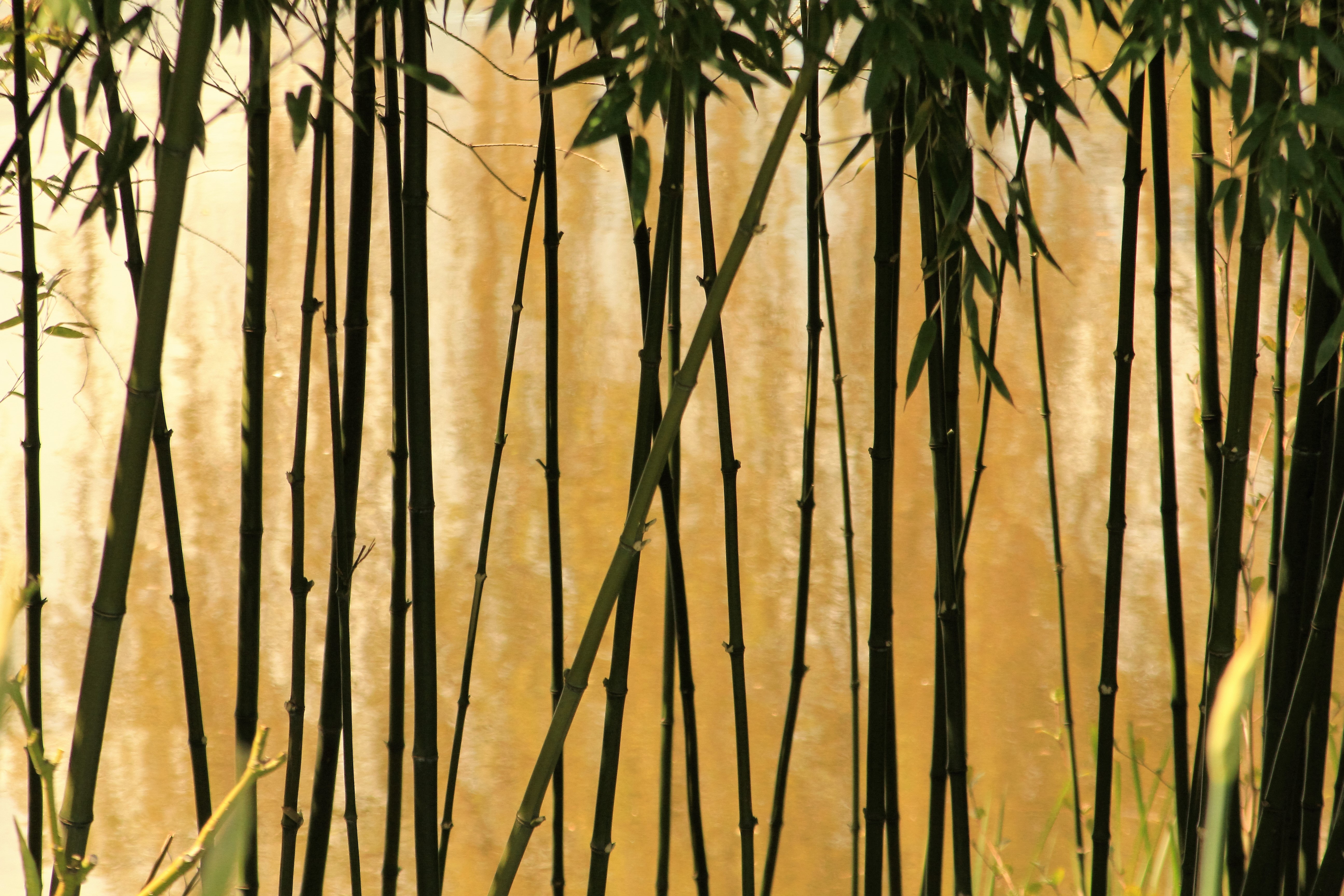Фотообои бамбуковые листья