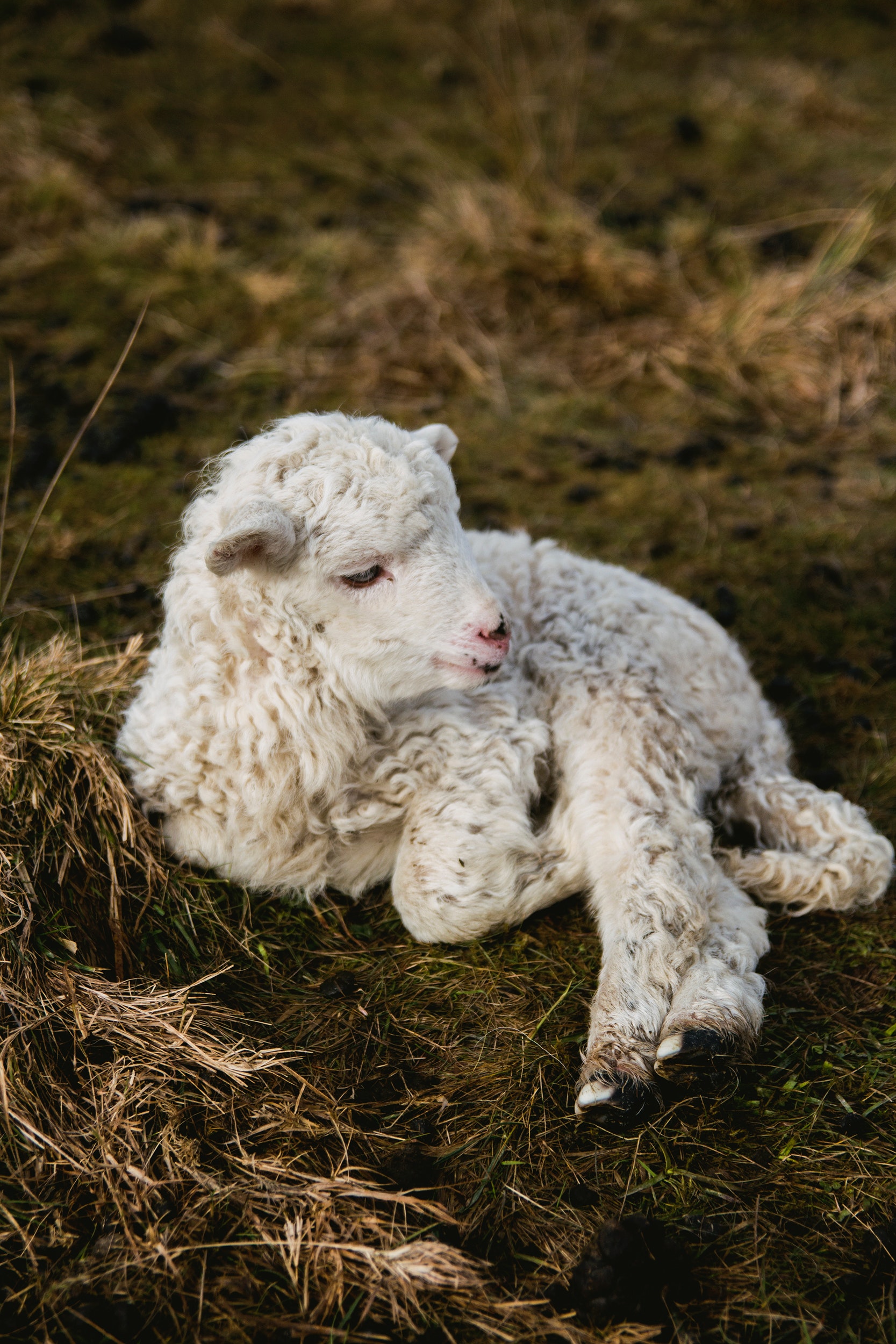 Selective Photography of White Lamb on Hay, Livestock, Young, Wool, Wildlife, HQ Photo