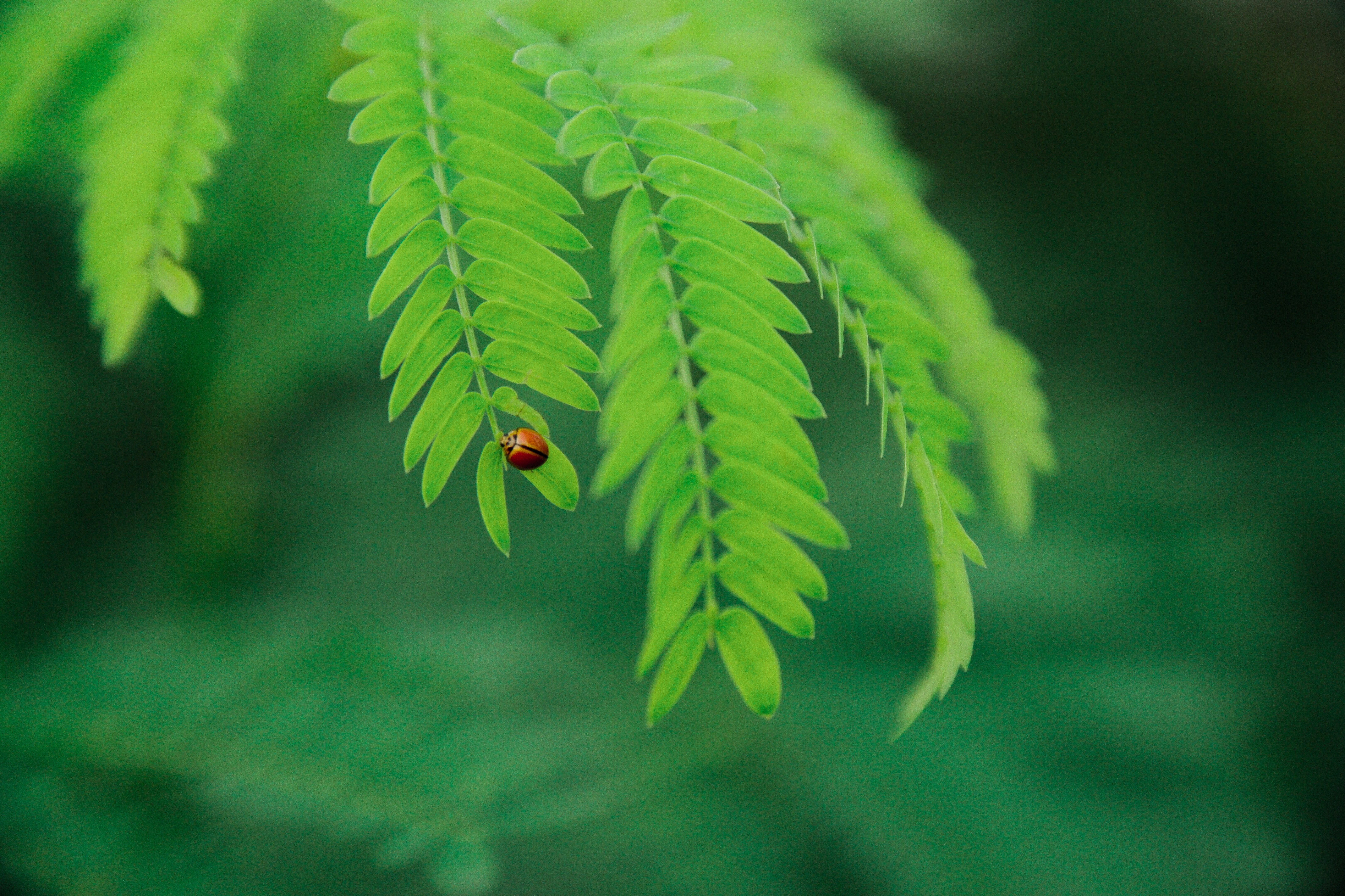 Selevtive focus photo of ladybug on green leaf during daytime