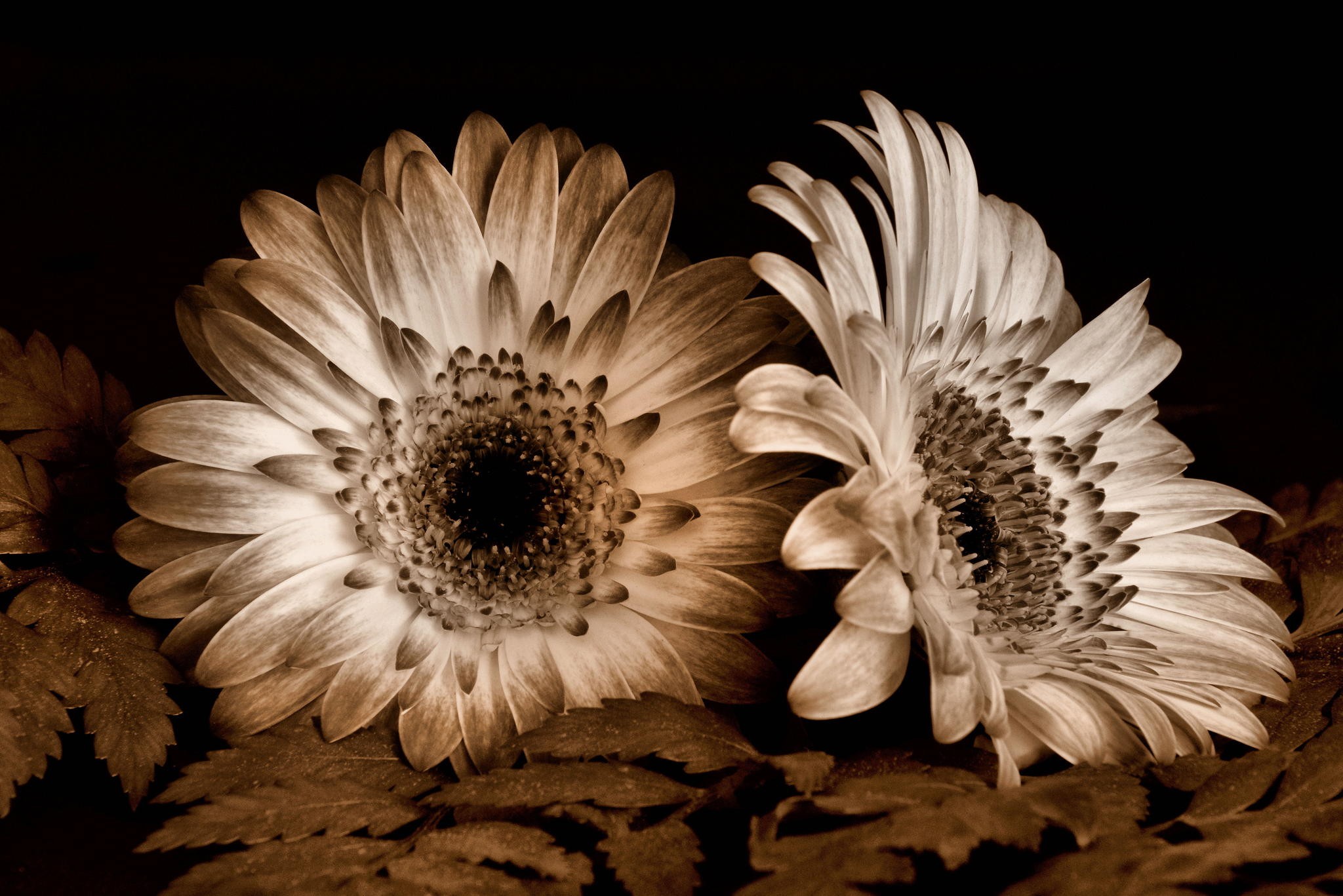 Flowers Sepia Flower Antique Wallpaper Theme Download ~ Flowers for ...