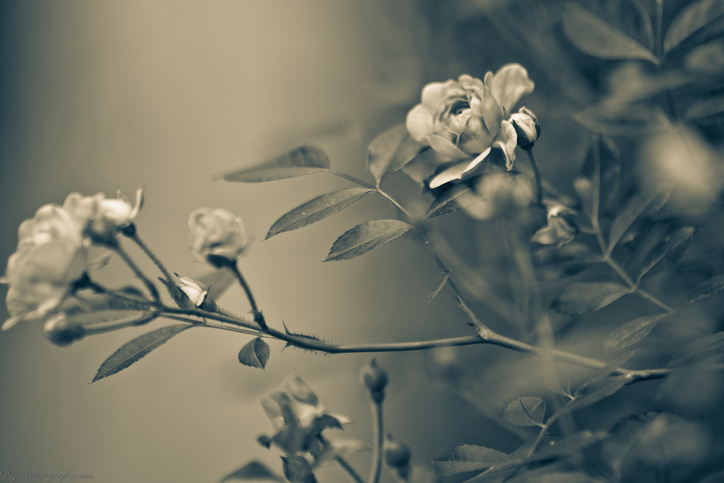 Sepia Flowers, Brown, Flowers, Old, Roses, HQ Photo