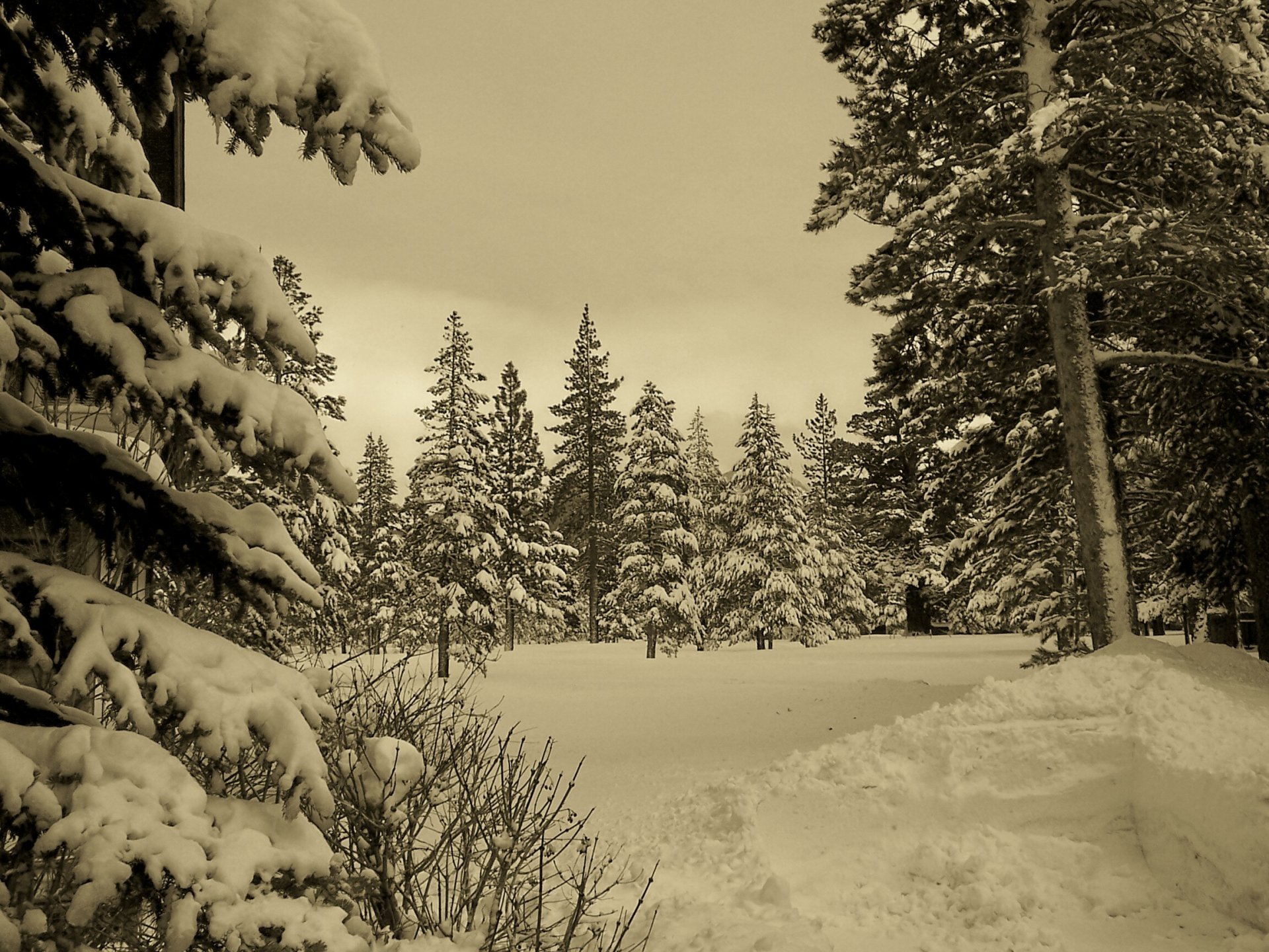 winter forest snow nature sepia HD wallpaper