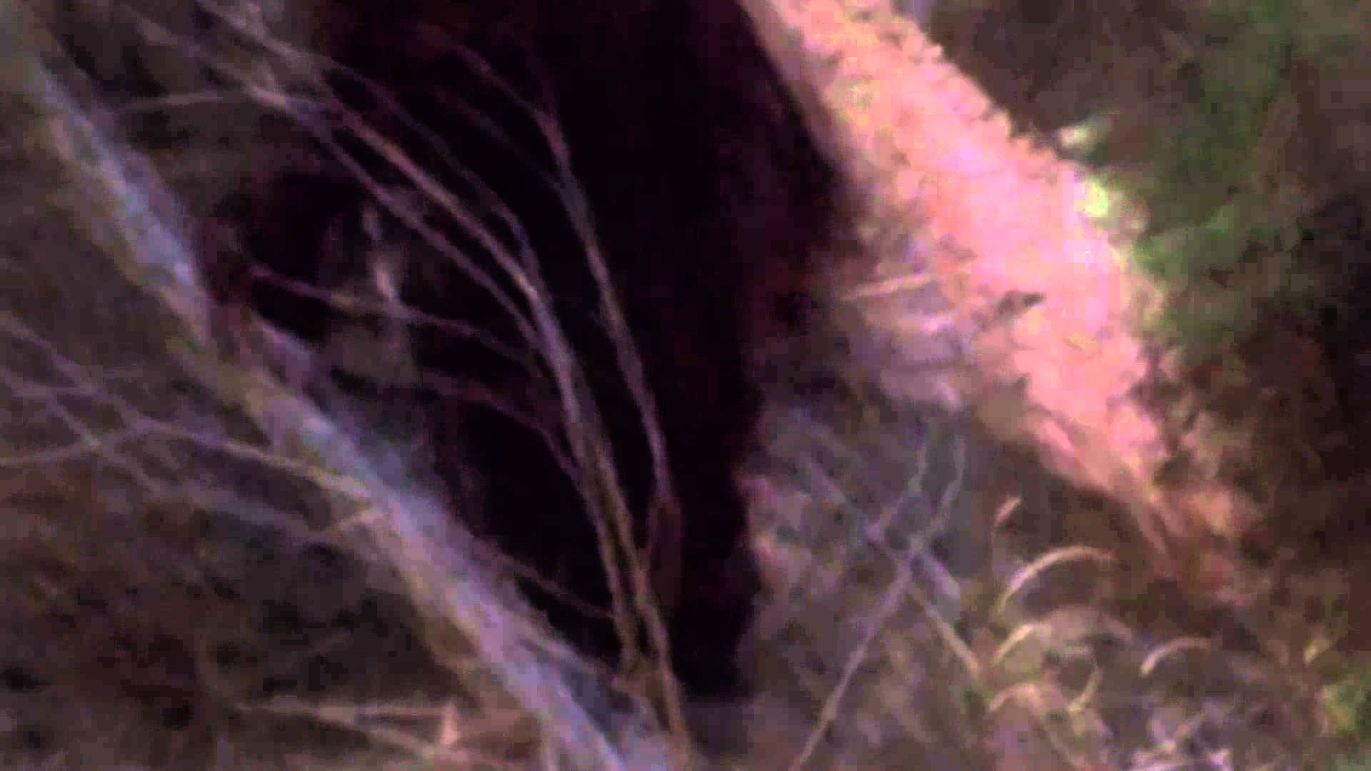 Bigfoot captured on film in Sequoia National Park - YouTube